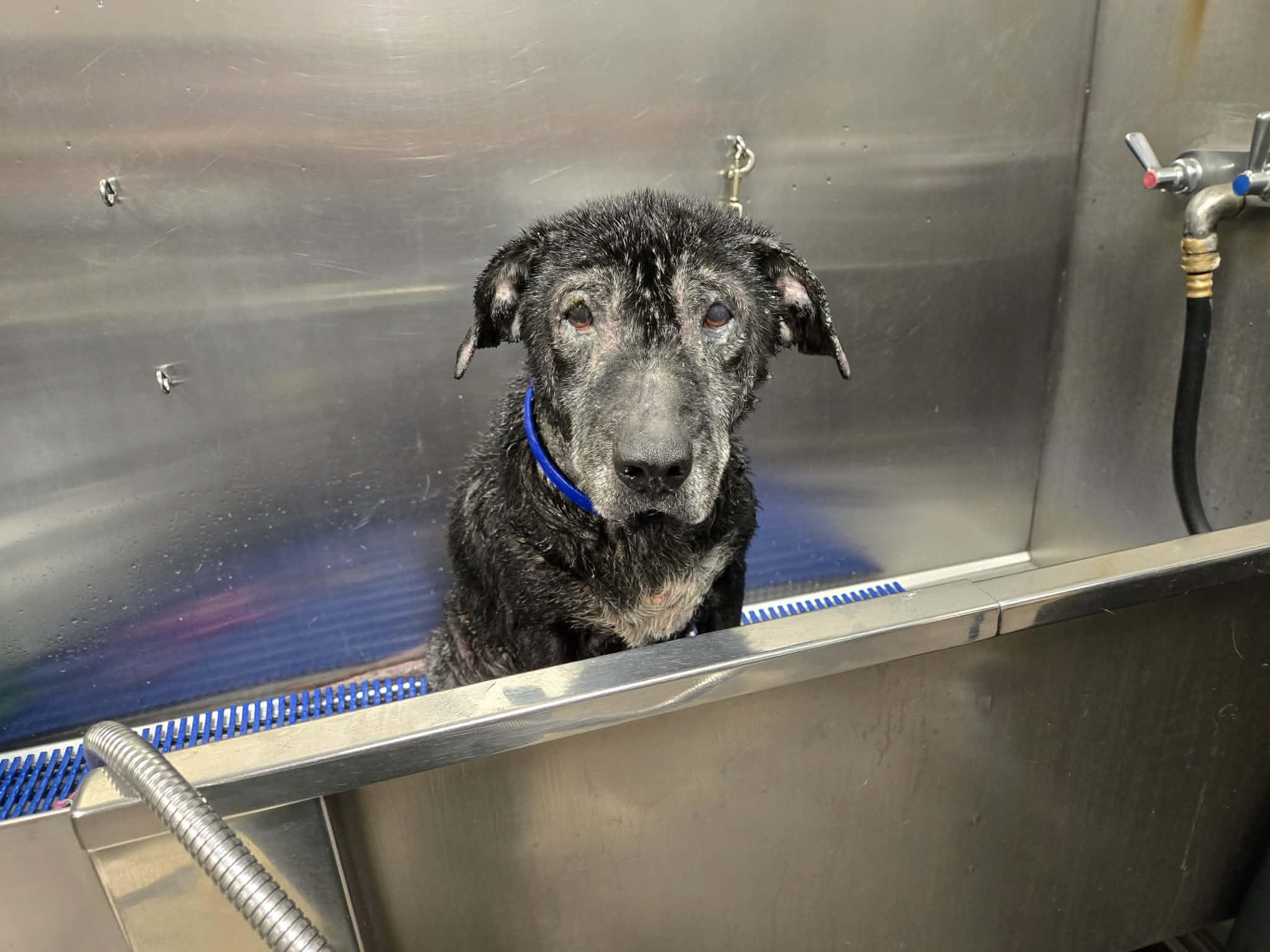 Dottie, ADOPTABLE, Senior Female Shar-Pei.