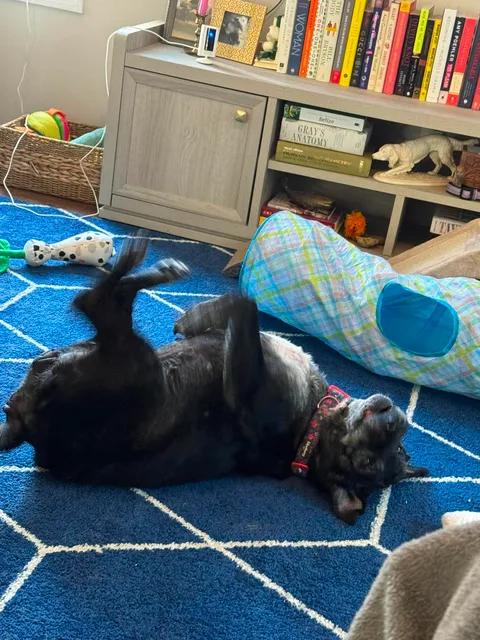 Enlarge Dottie, an adoptable mixed breed in Richmond, KY image 1/3