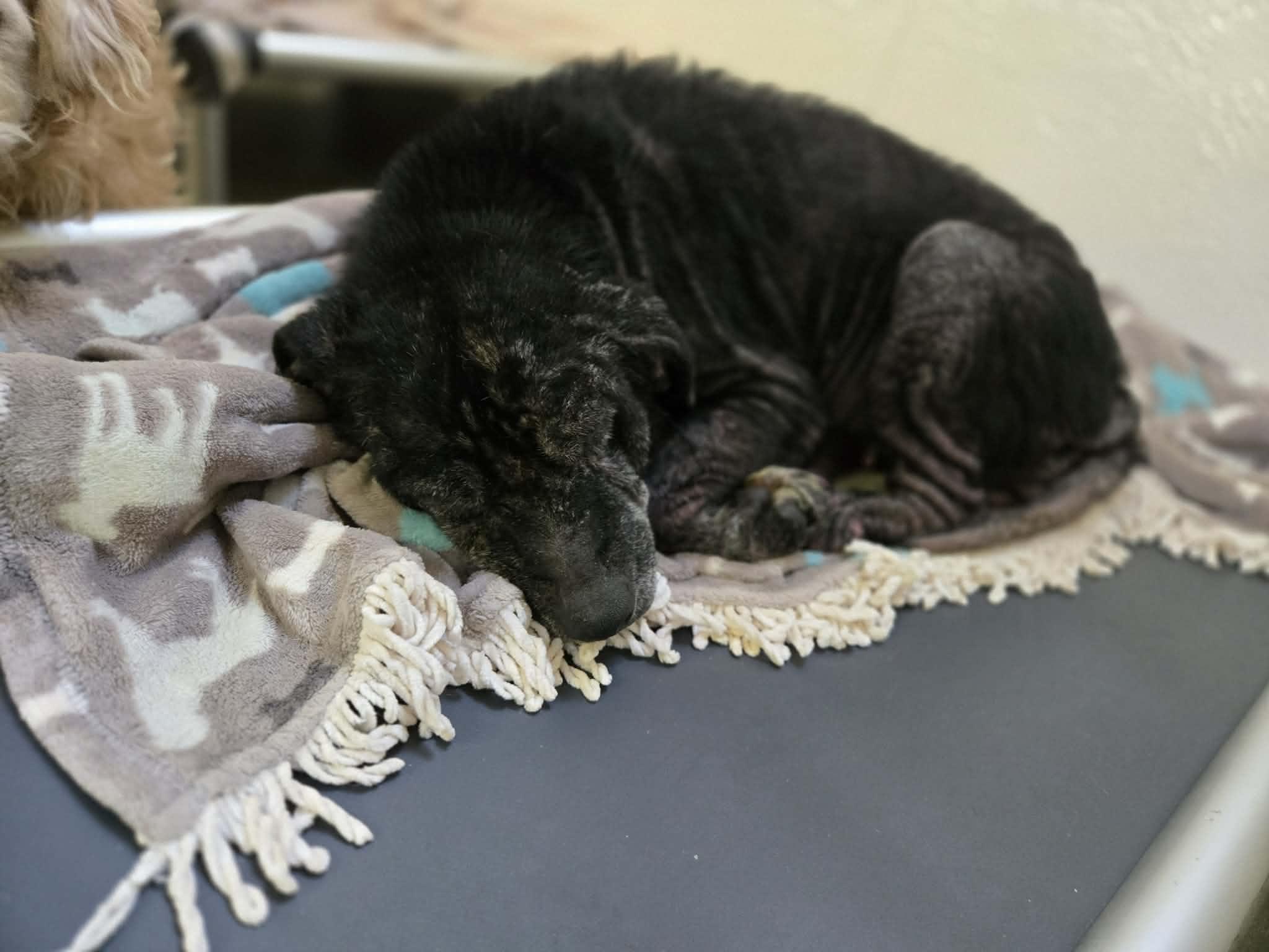 Enlarge Dottie, a ADOPTABLE mixed breed in Richmond, KY image 3/4