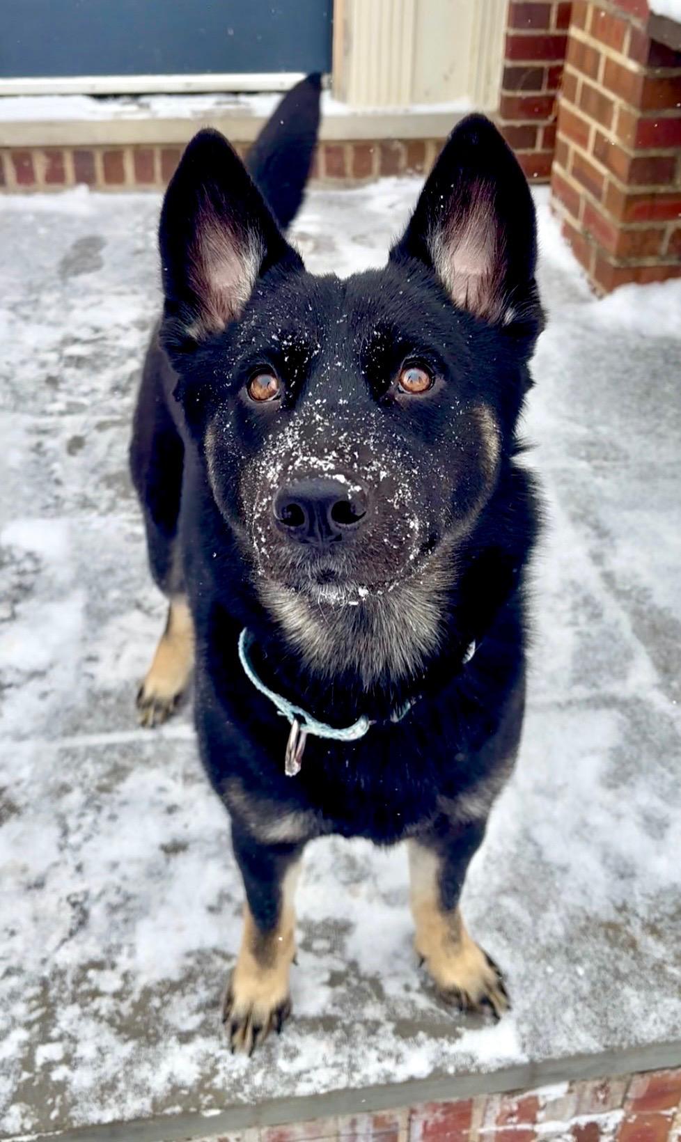 Enlarge Indigo , a ADOPTABLE mixed breed in Chicago, IL image 4/4