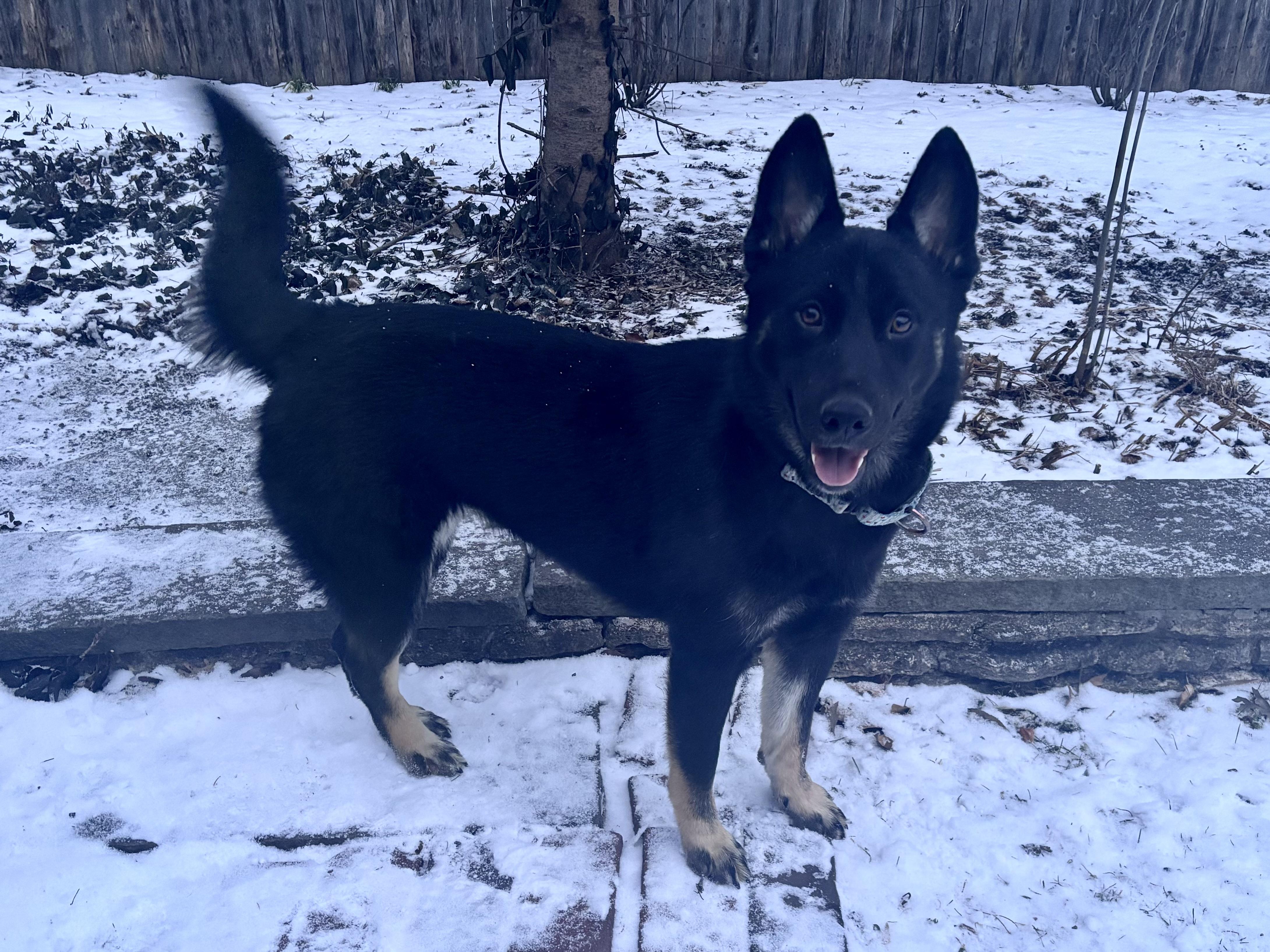 Enlarge Indigo , a ADOPTABLE mixed breed in Chicago, IL image 3/4