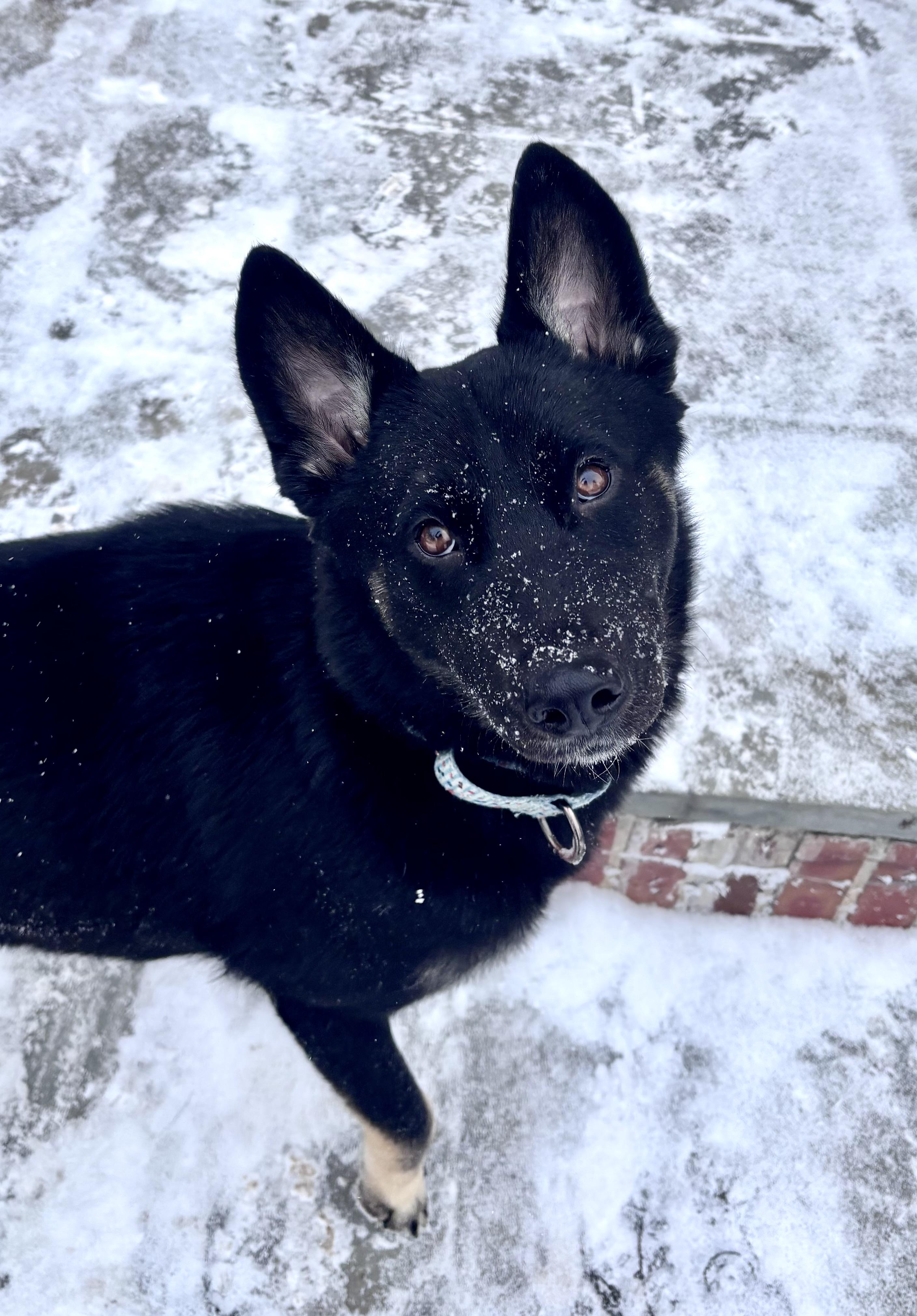 Enlarge Indigo , a ADOPTABLE mixed breed in Chicago, IL image 2/4