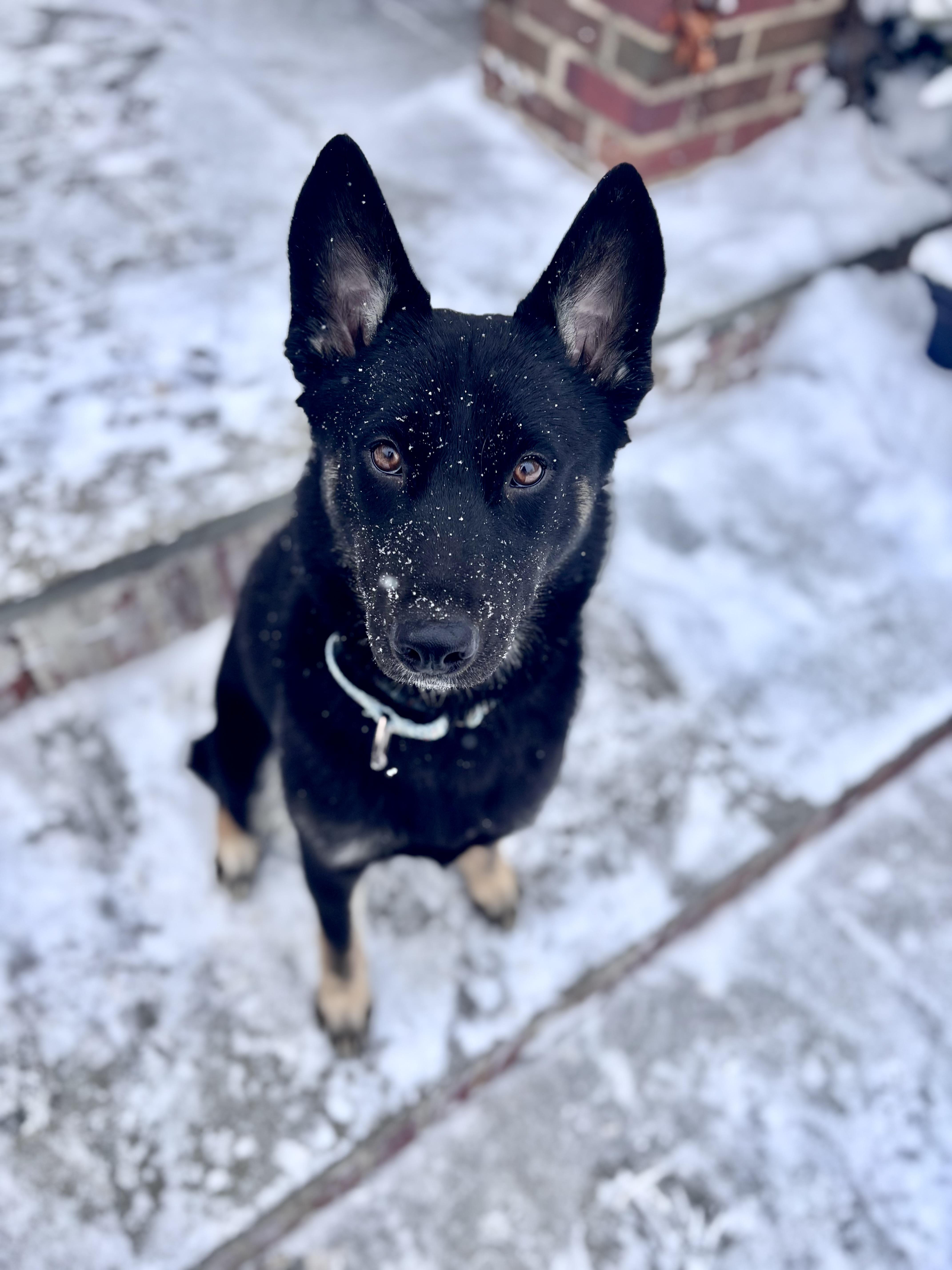 Indigo , ADOPTABLE, Puppy Female German Shepherd Dog.