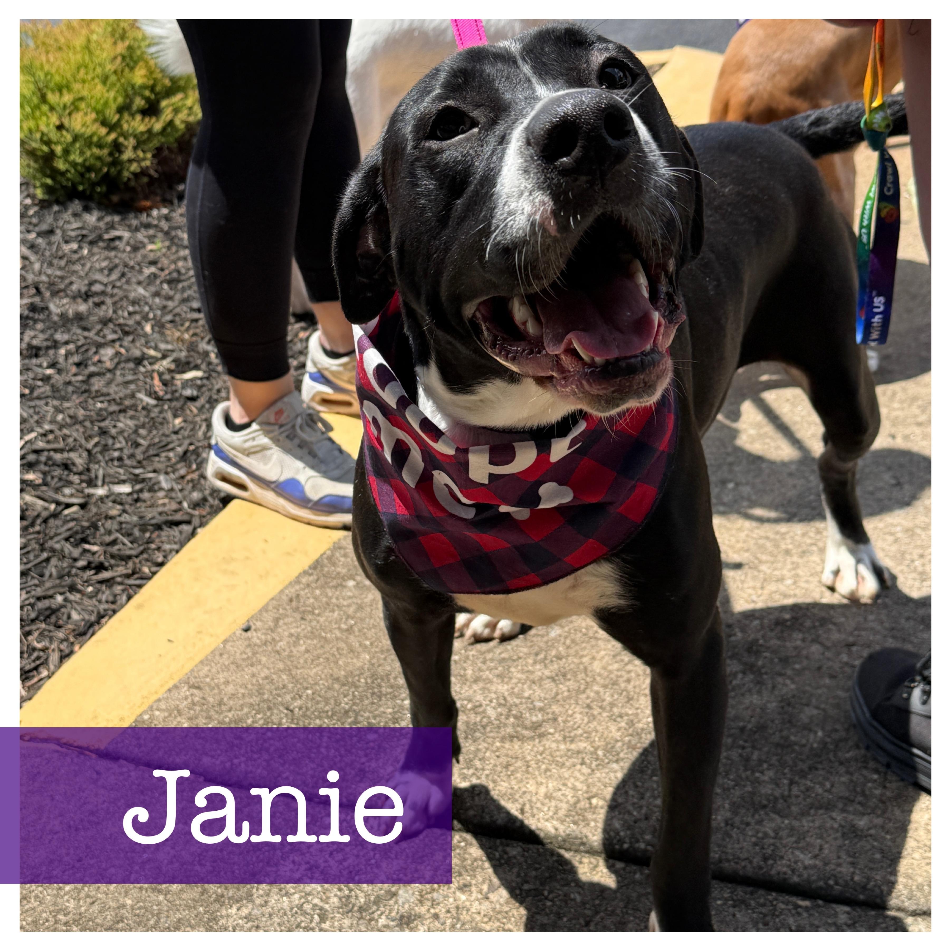 Janie Black Labrador Retriever Dog