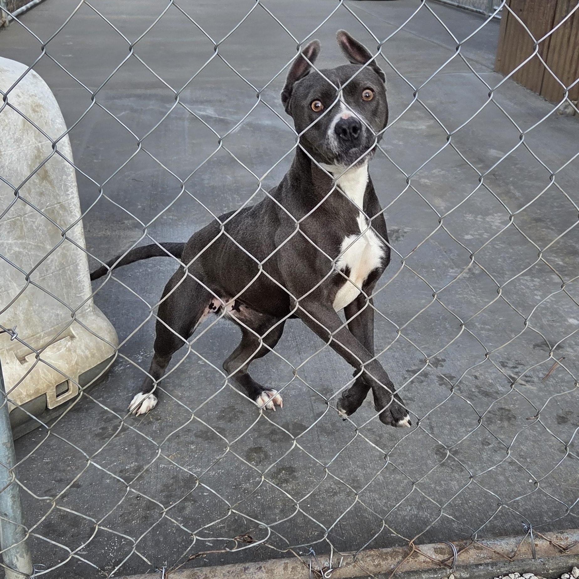 Bunny, Adoptable, Adult Female Pit Bull Terrier.