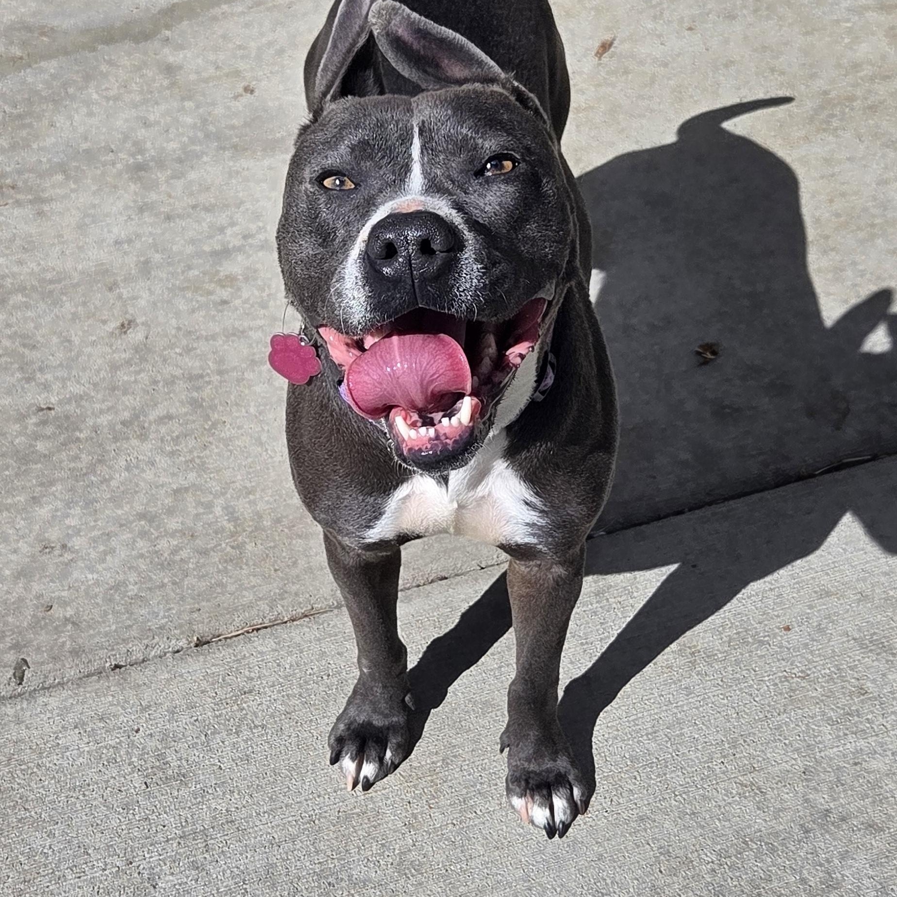 Enlarge Bunny, a Adoptable Pit Bull Terrier in Pagosa Springs, CO image 2/3