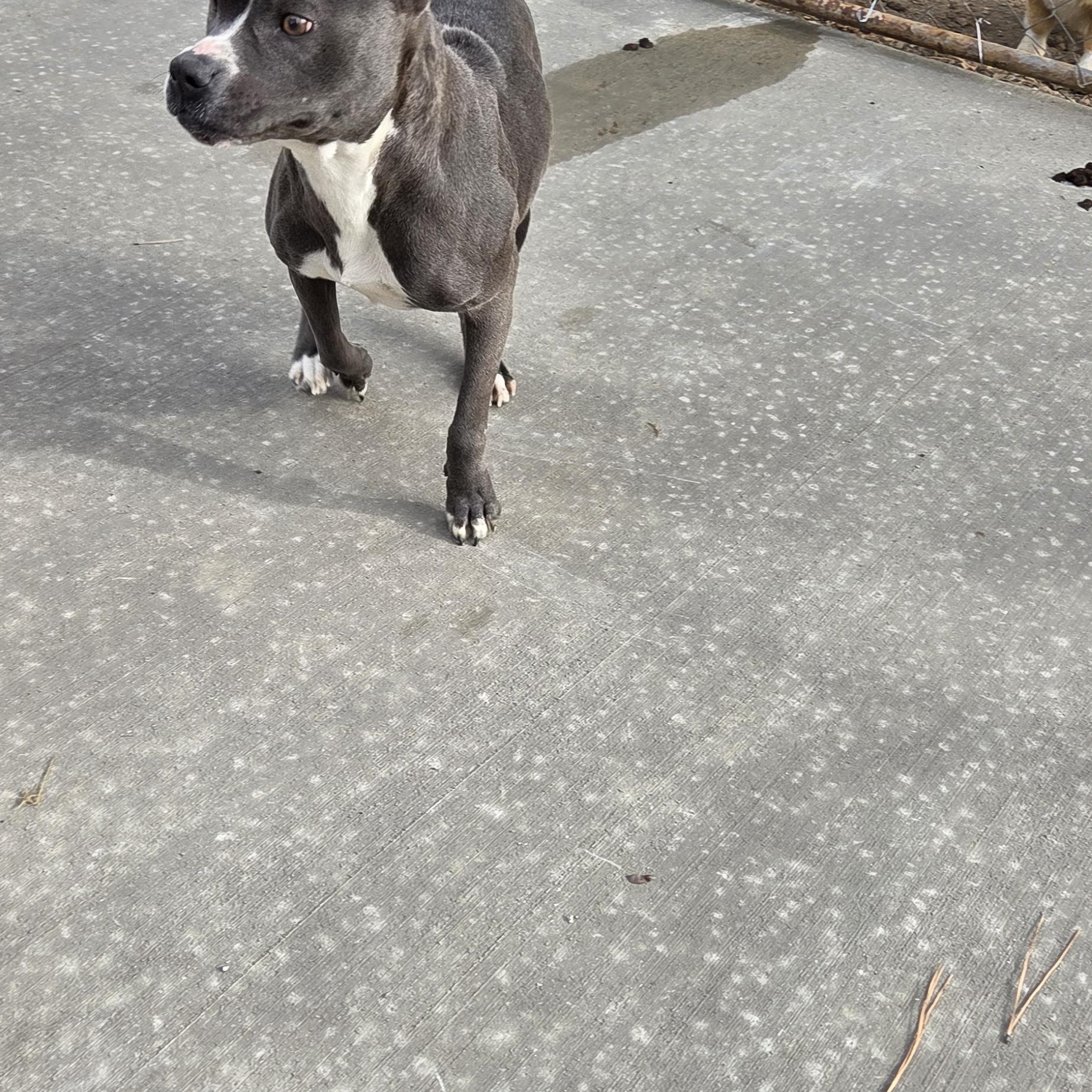 Enlarge Bunny, a Adoptable Pit Bull Terrier in Pagosa Springs, CO image 3/3