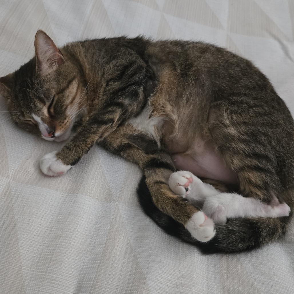 Enlarge Sophia, a Adoptable Domestic Short Hair in North Myrtle Beach, SC image 1/1