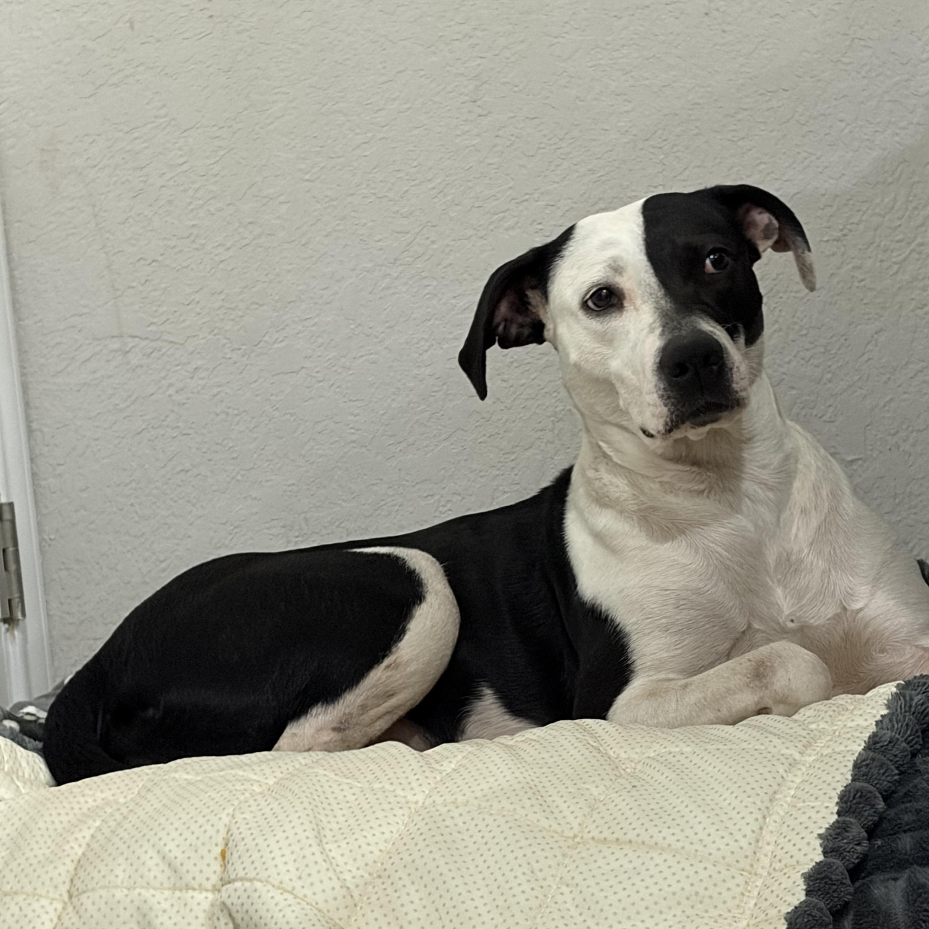 Enlarge Astor, a Adoptable American Staffordshire Terrier in Mico, TX image 1/4