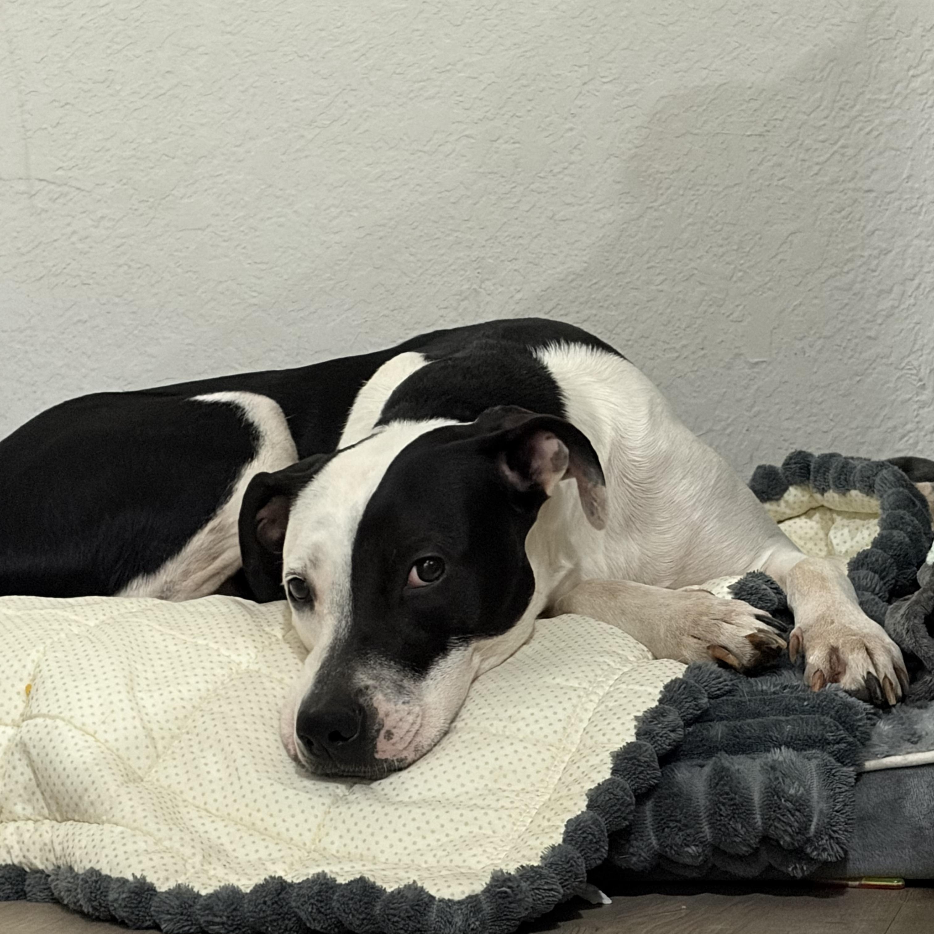 Enlarge Astor, a Adoptable American Staffordshire Terrier in Mico, TX image 2/4