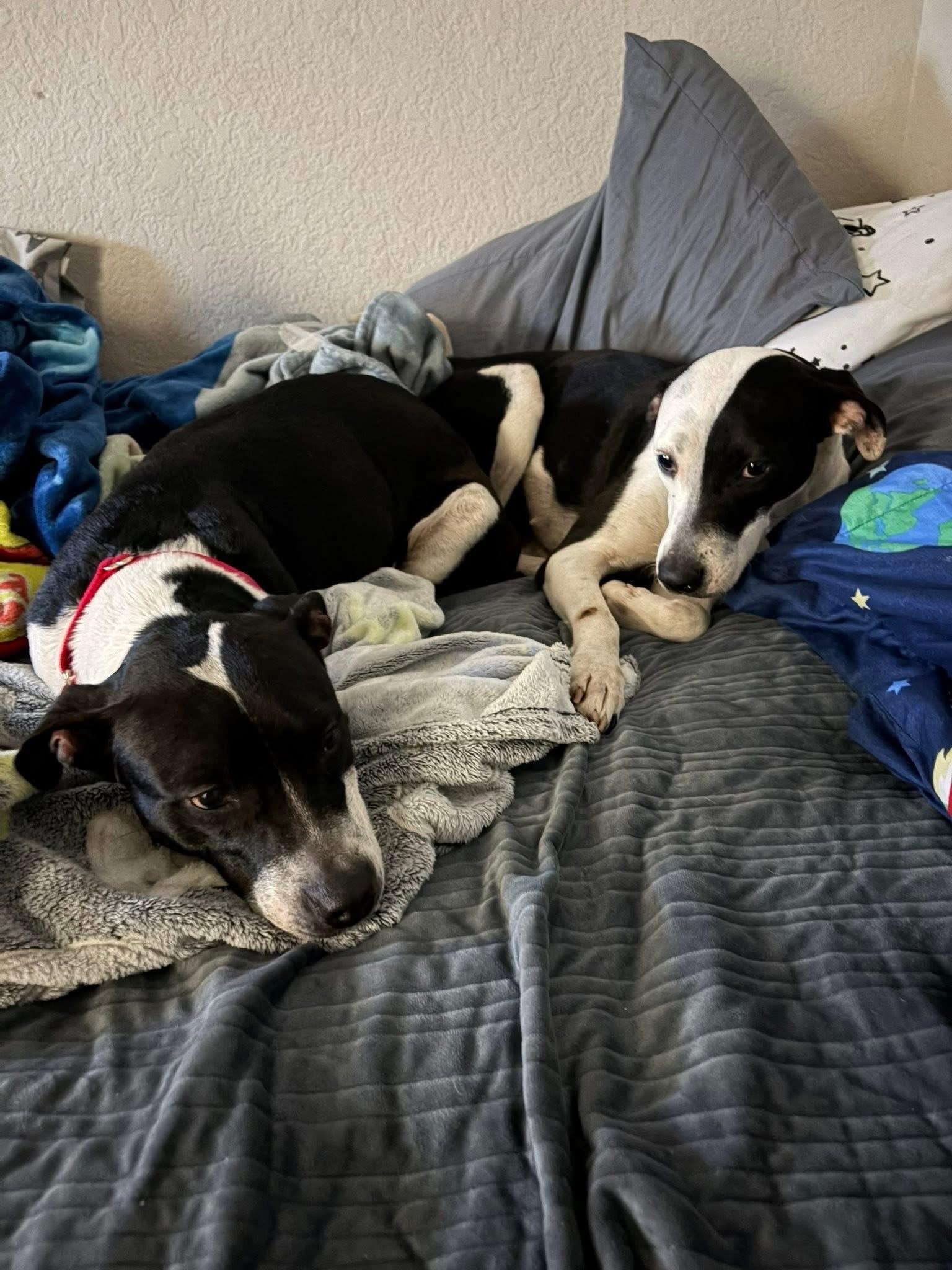 Enlarge Astor, a Adoptable American Staffordshire Terrier in Mico, TX image 3/4