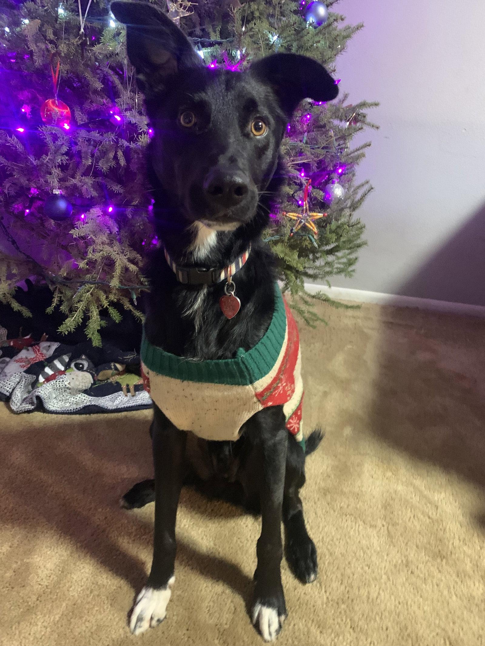 Brock, Adoptable, Young Male Australian Shepherd.