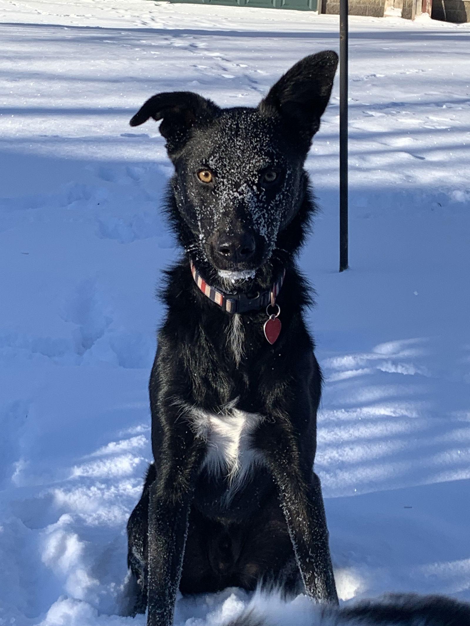 Enlarge Brock, a Adoptable Australian Shepherd in Minneapolis, MN image 2/3