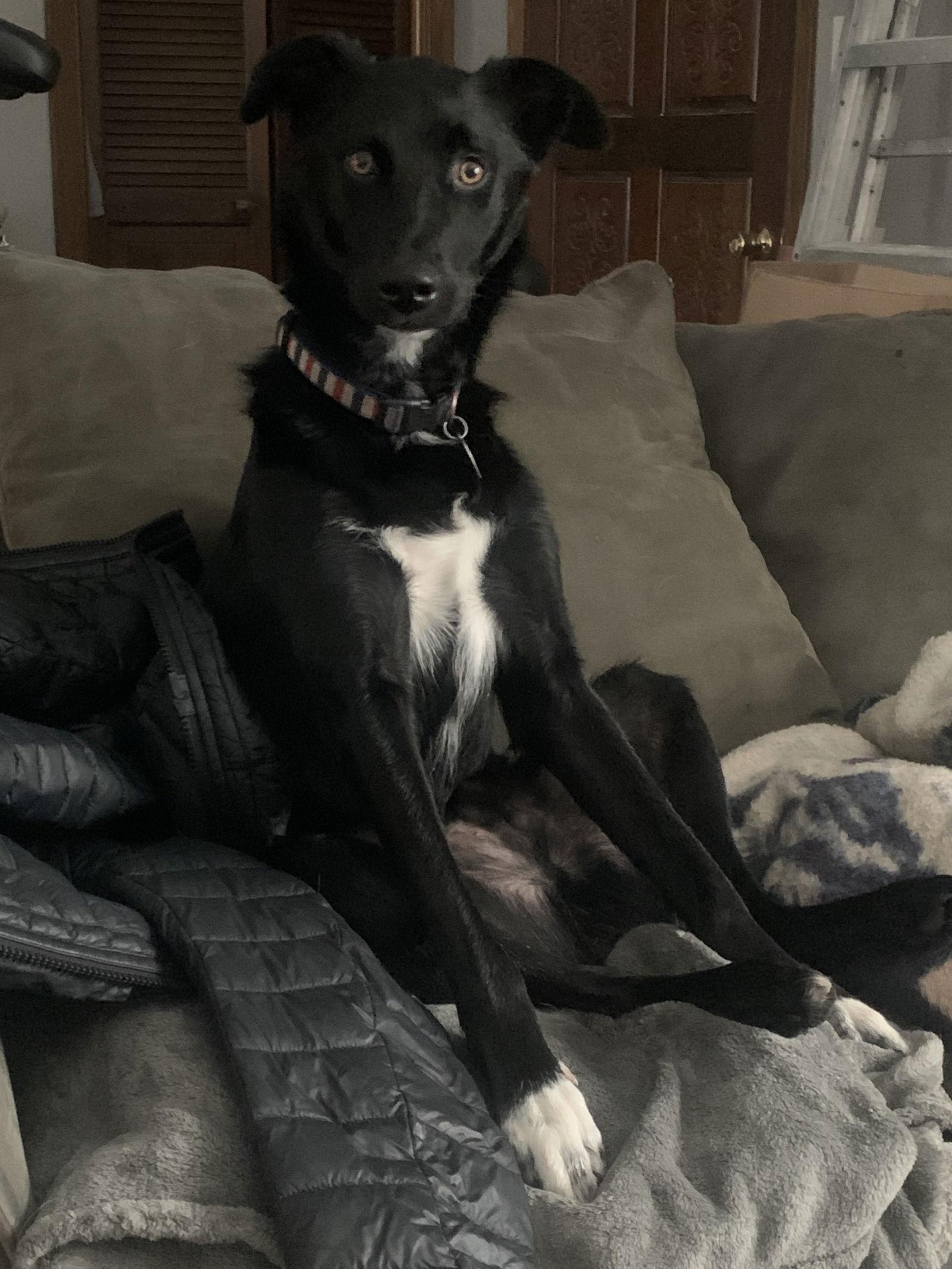 Enlarge Brock, a Adoptable Australian Shepherd in Minneapolis, MN image 2/3