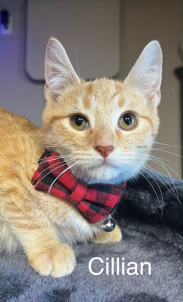 Enlarge Cillian, a Adoptable mixed breed in Princeton, IN image 1/1