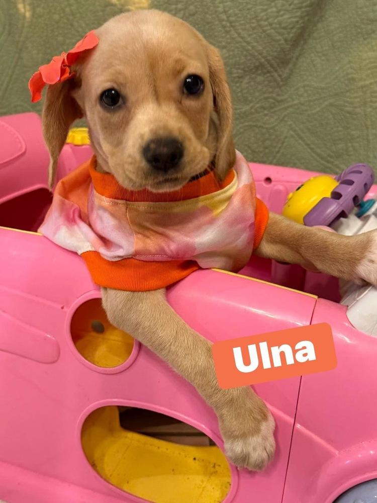 Ulna, Adoptable, Puppy Female Labrador Retriever & Hound.