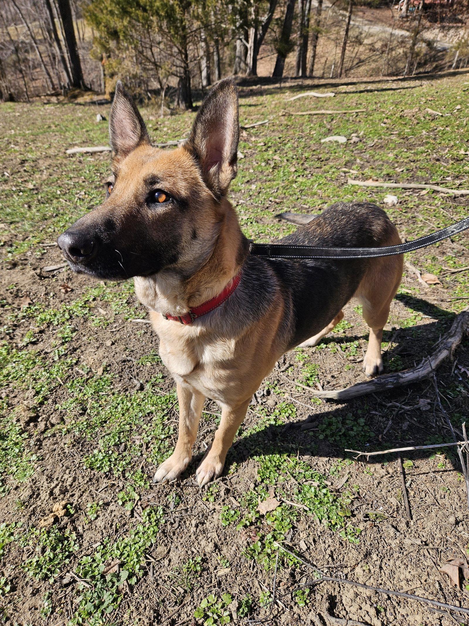 Enlarge Charcuterie, a Adoptable German Shepherd Dog in Louisville, KY image 1/3
