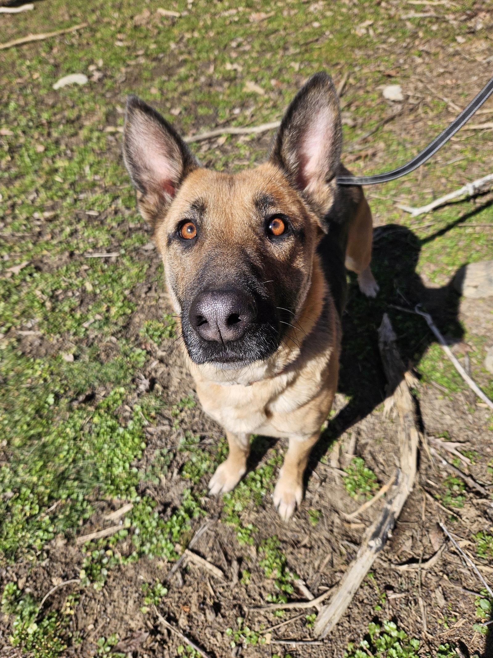 Enlarge Charcuterie, a Adoptable German Shepherd Dog in Louisville, KY image 2/3