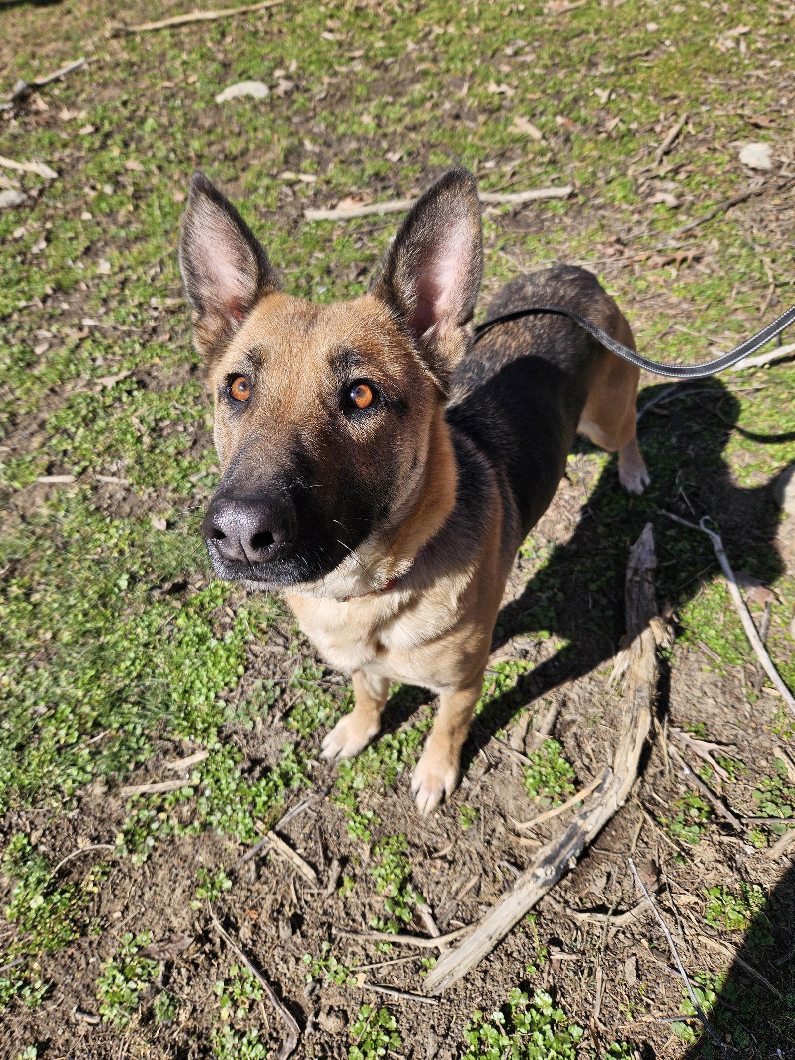 Enlarge Charcuterie, a Adoptable German Shepherd Dog in Louisville, KY image 3/3