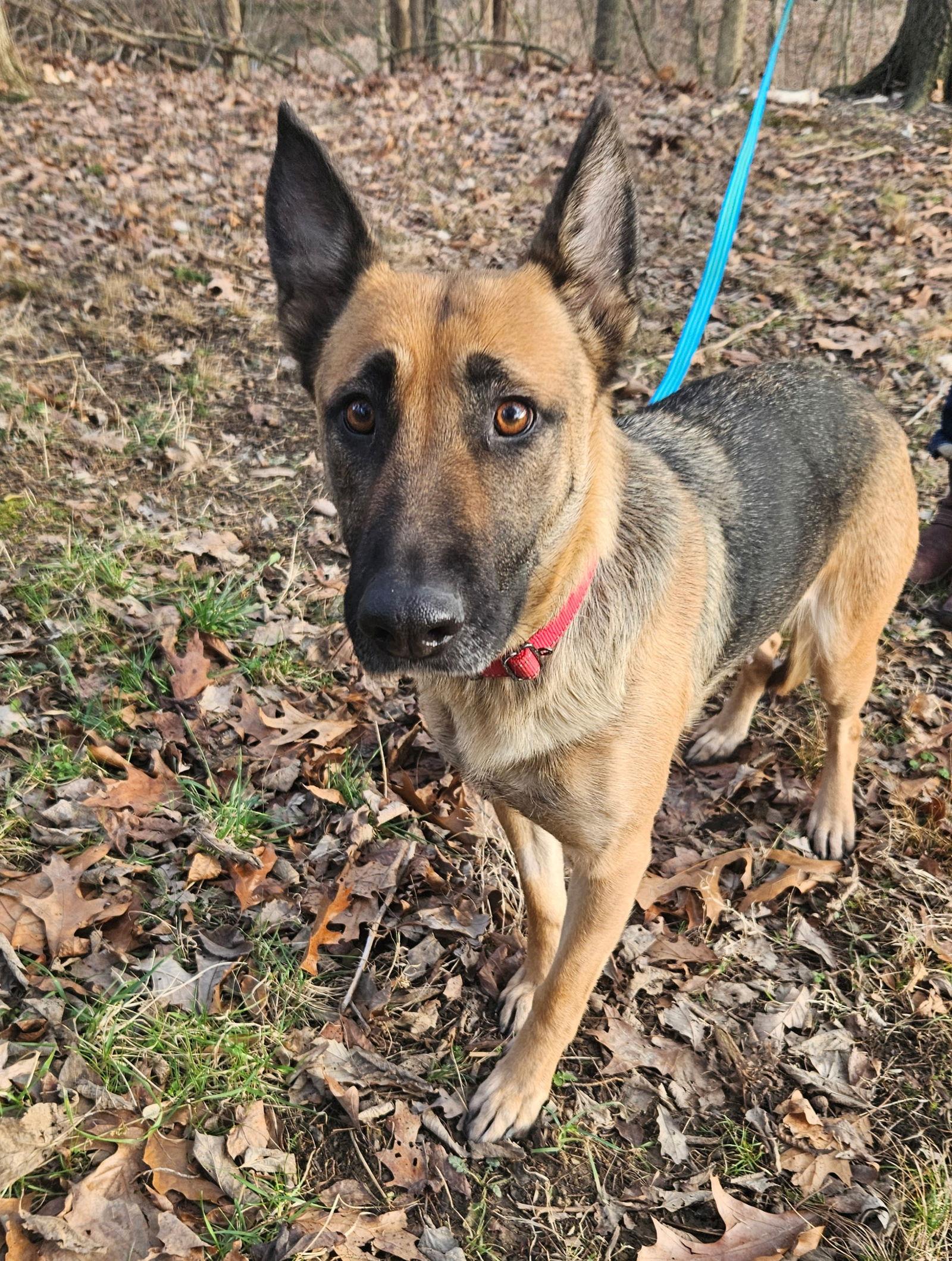 Enlarge Charcuterie, a Adoptable German Shepherd Dog in Louisville, KY image 1/3