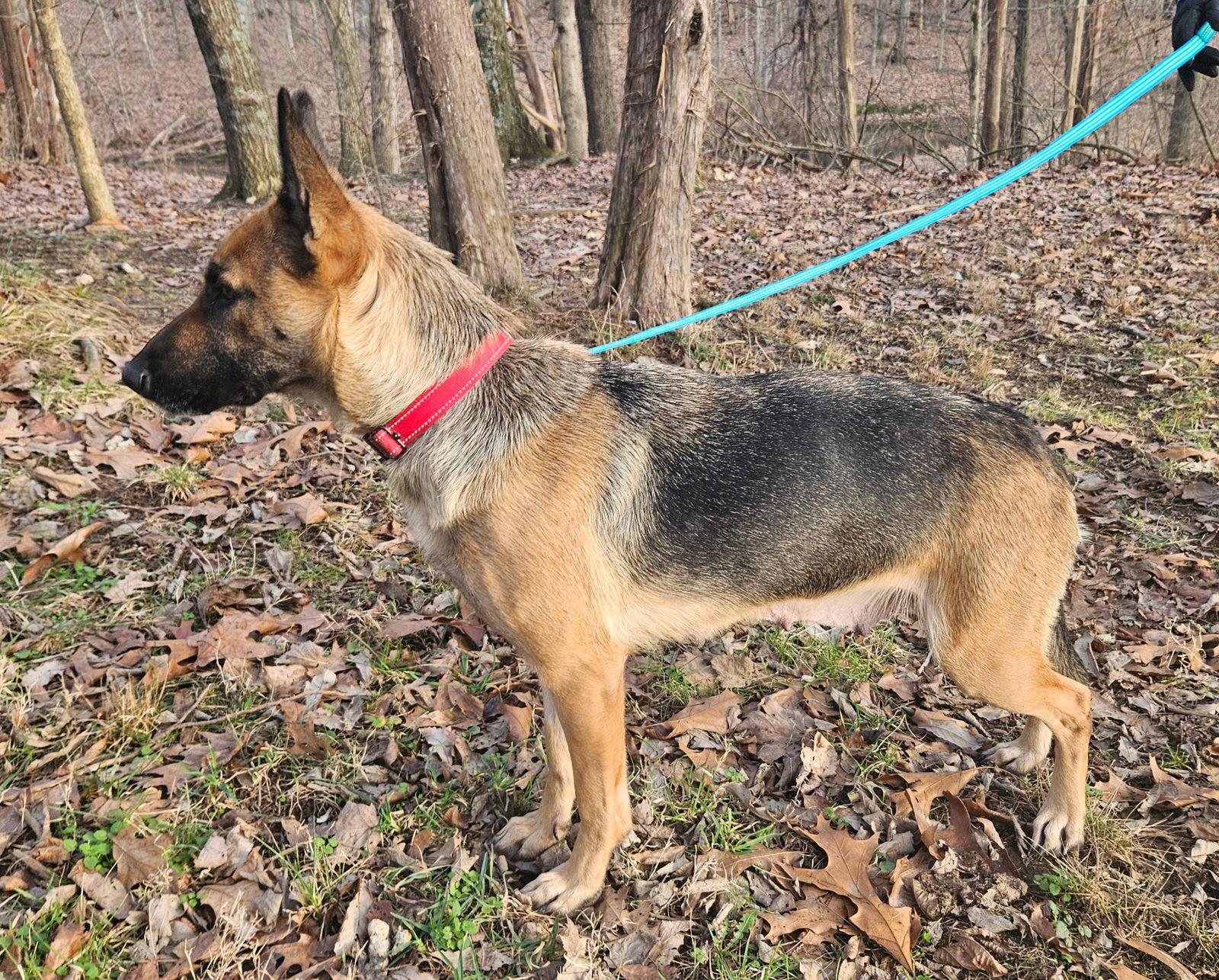 Enlarge Charcuterie, a Adoptable German Shepherd Dog in Louisville, KY image 2/3