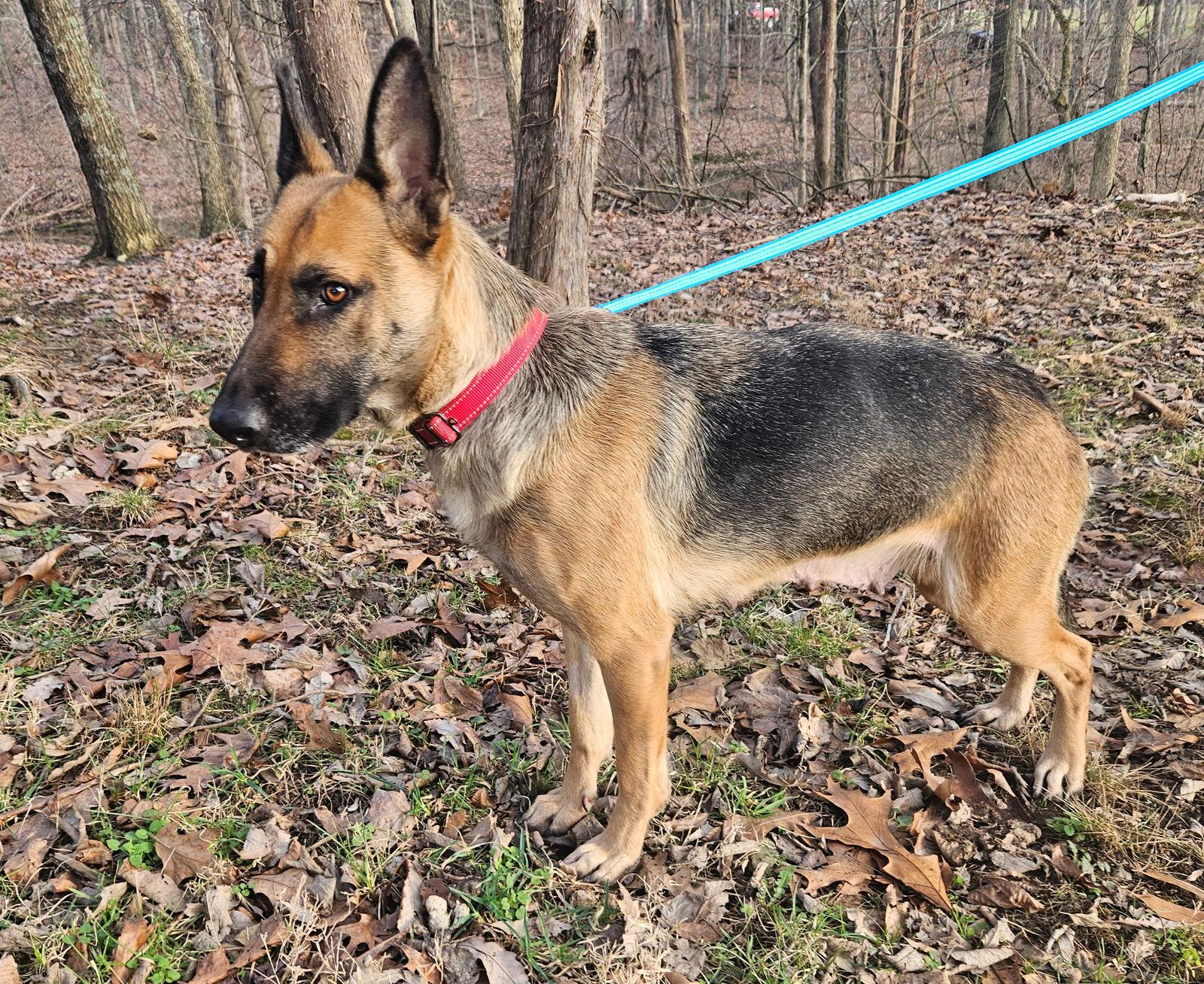 Enlarge Charcuterie, a Adoptable German Shepherd Dog in Louisville, KY image 3/3