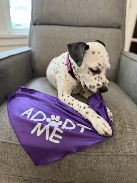 Evvo-Vernonia, OR, a ADOPTABLE mixed breed in Vernonia, OR image 3/6