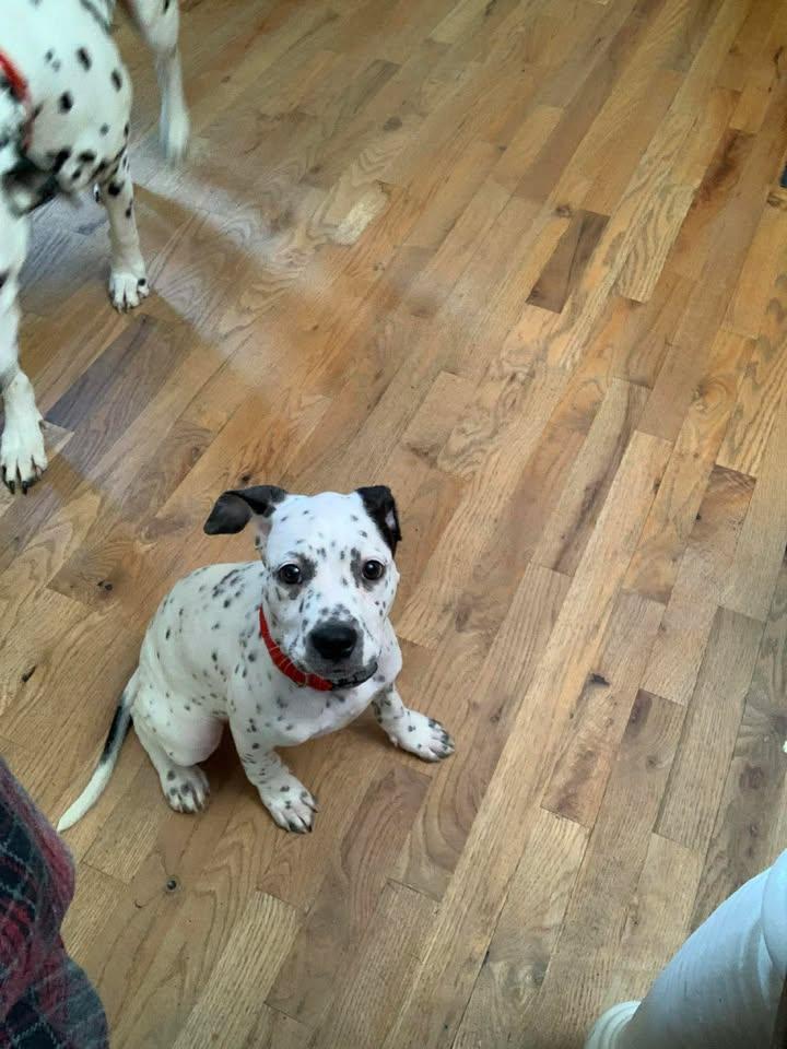 Evvo-Vernonia, OR, a ADOPTABLE mixed breed in Vernonia, OR image 5/6