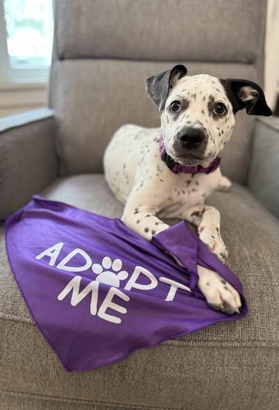 Evvo-Vernonia, OR, ADOPTABLE, Puppy Female Dalmatian & American Staffordshire Terrier.