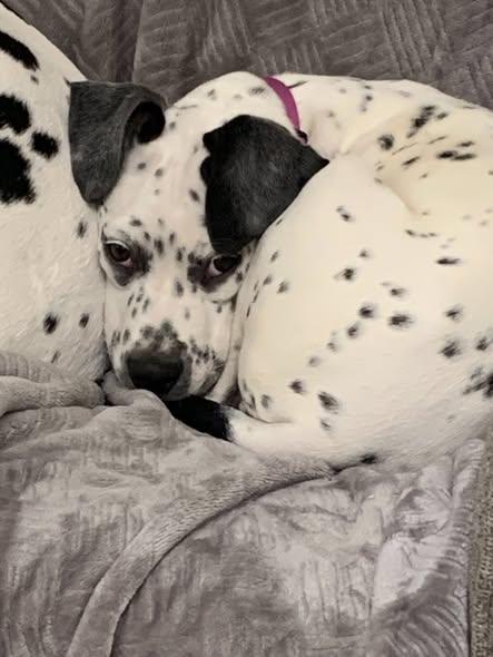 Evvo-Vernonia, OR, a ADOPTABLE mixed breed in Vernonia, OR image 4/6