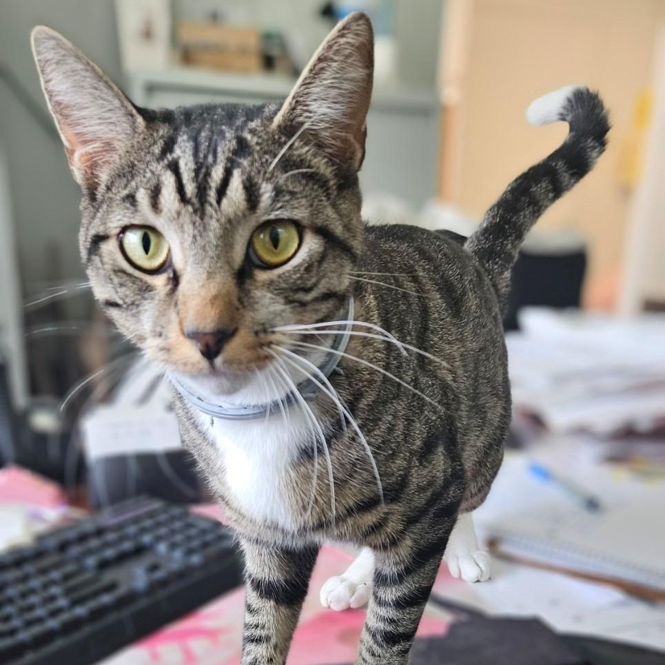Enlarge Parker, a ADOPTABLE Domestic Short Hair in Windsor, CT image 2/6