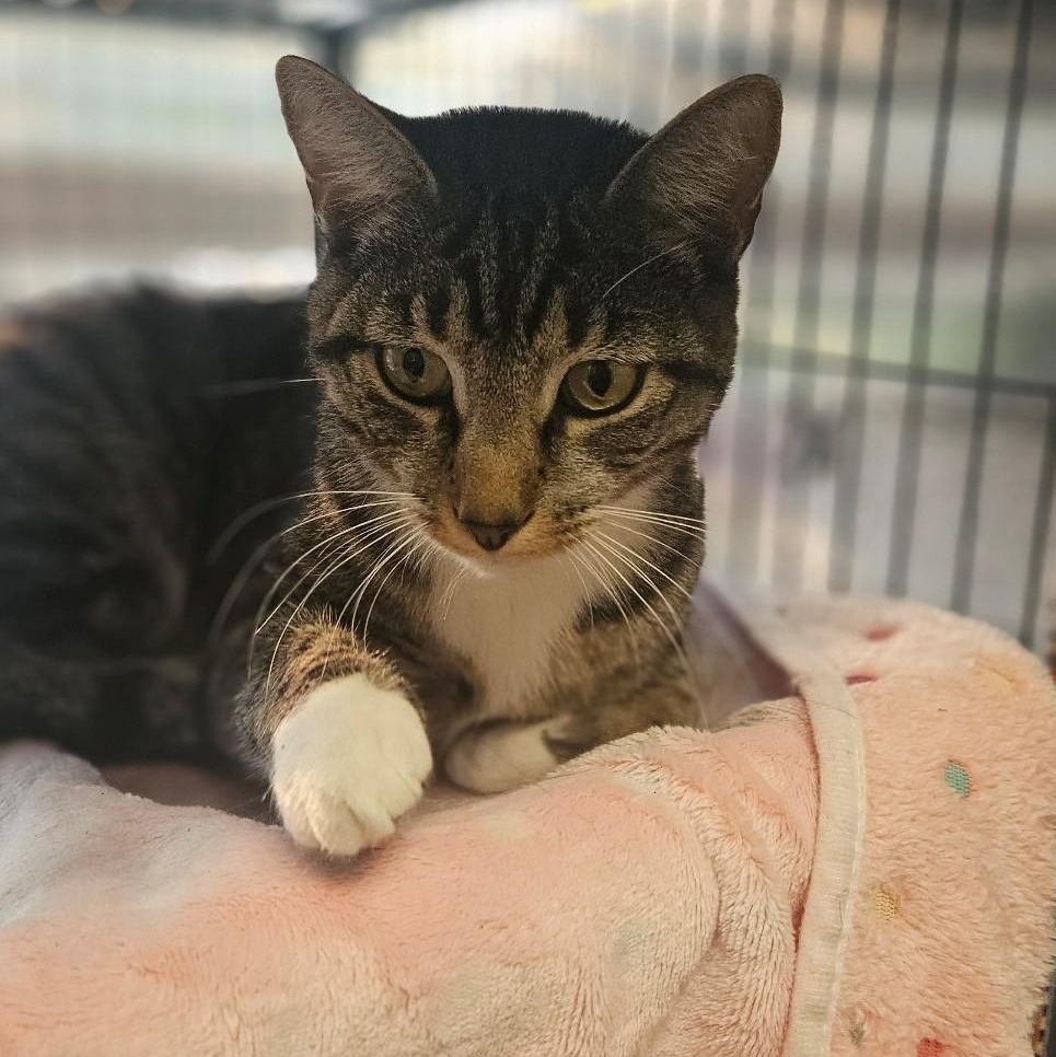 Enlarge Parker, a ADOPTABLE Domestic Short Hair in Windsor, CT image 4/6