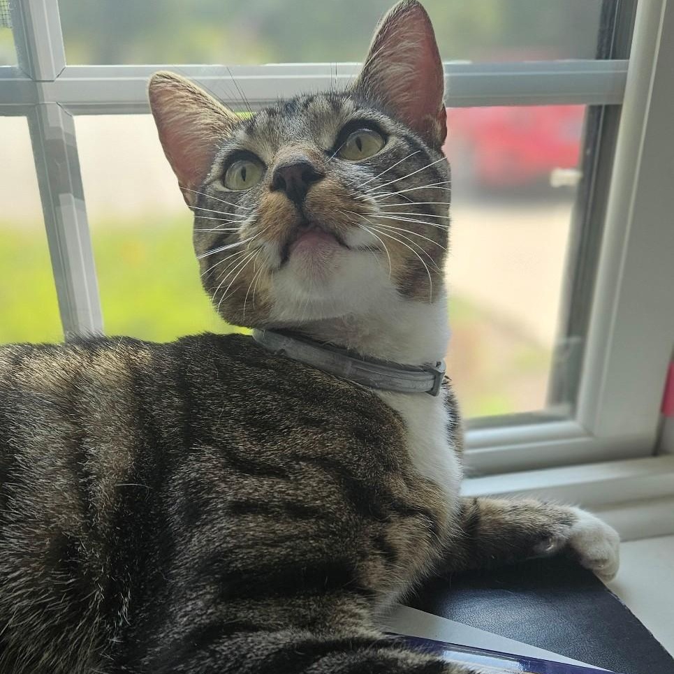 Parker, ADOPTABLE, Young Male Domestic Short Hair.