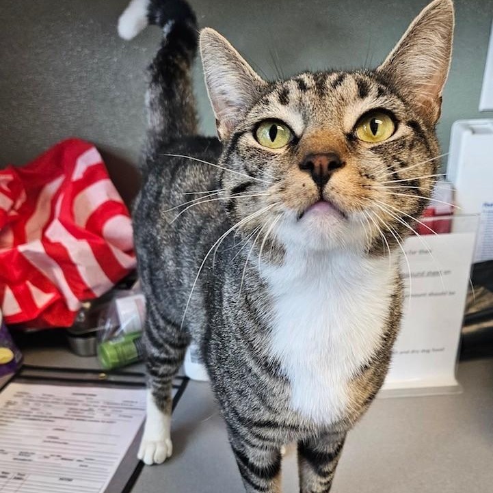 Enlarge Parker, a ADOPTABLE Domestic Short Hair in Windsor, CT image 3/6