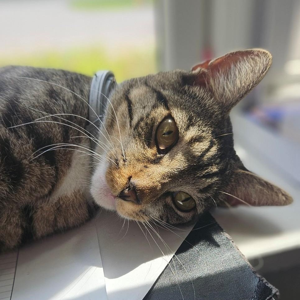 Enlarge Parker, a ADOPTABLE Domestic Short Hair in Windsor, CT image 6/6