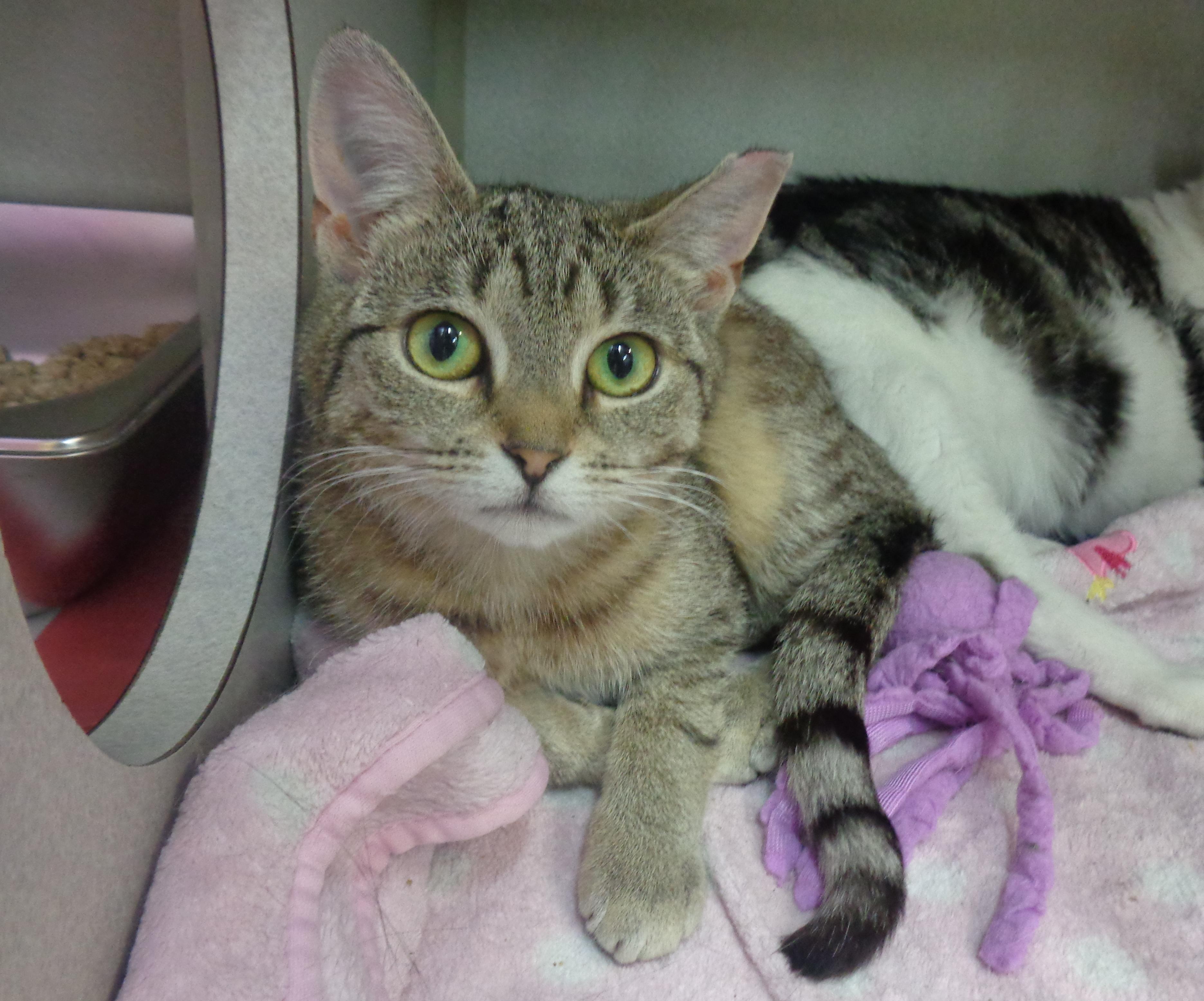 PEONY, a Adoptable Tiger in Delhi, NY image 6/6