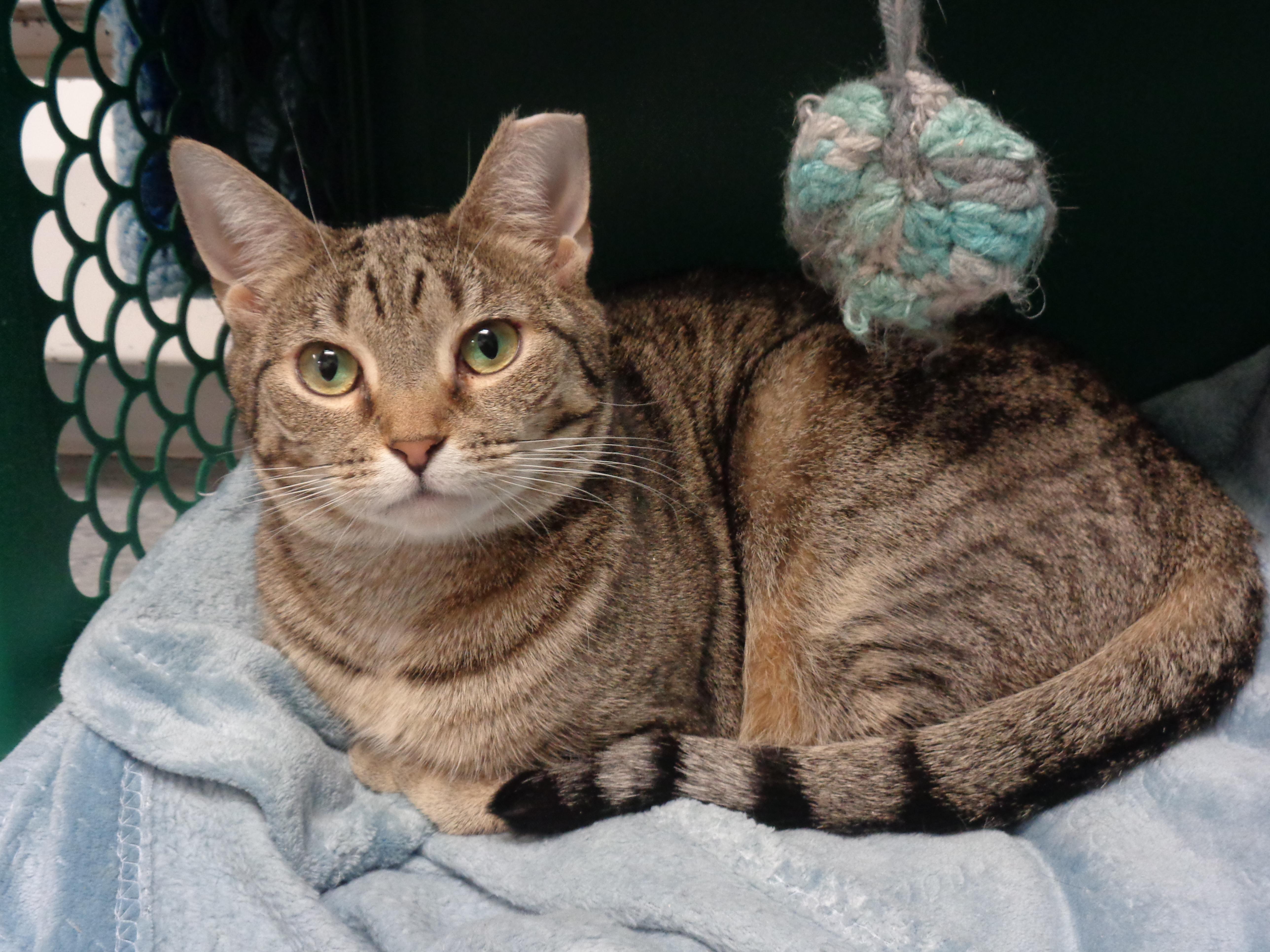 PEONY, Adoptable, Kitten Female Tiger.