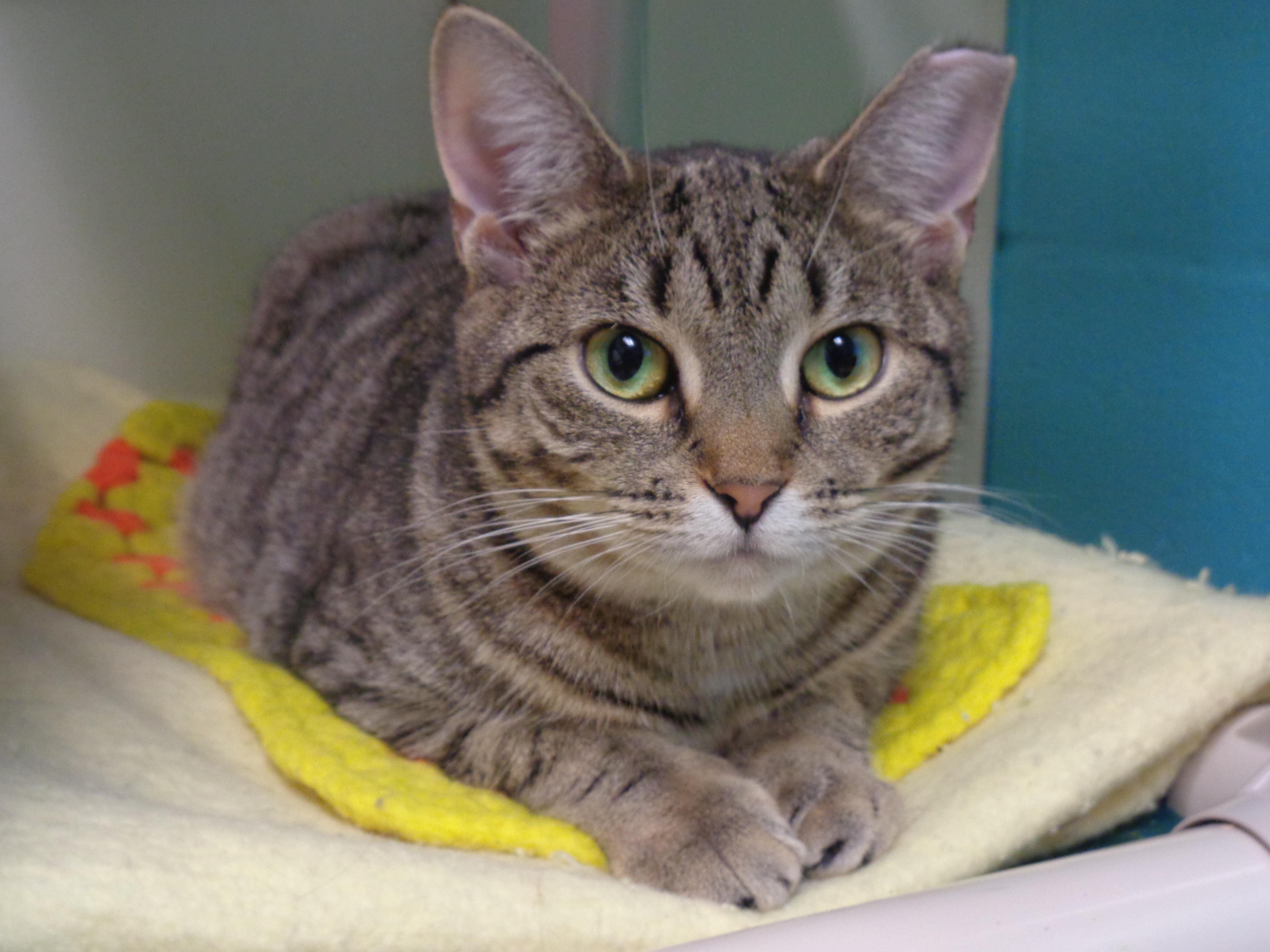 PEONY, a Adoptable Tiger in Delhi, NY image 1/6