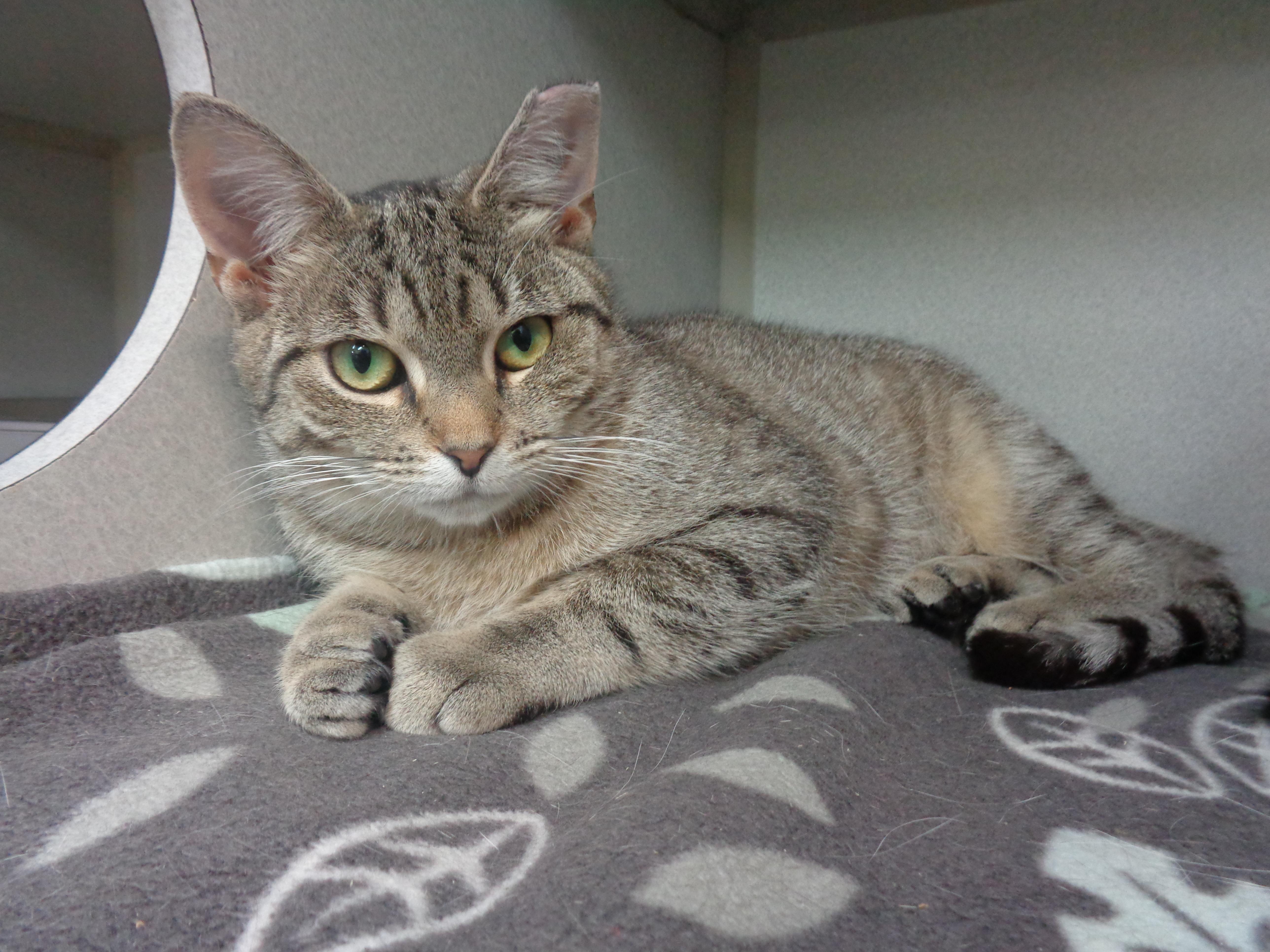 PEONY, a Adoptable Tiger in Delhi, NY image 3/6