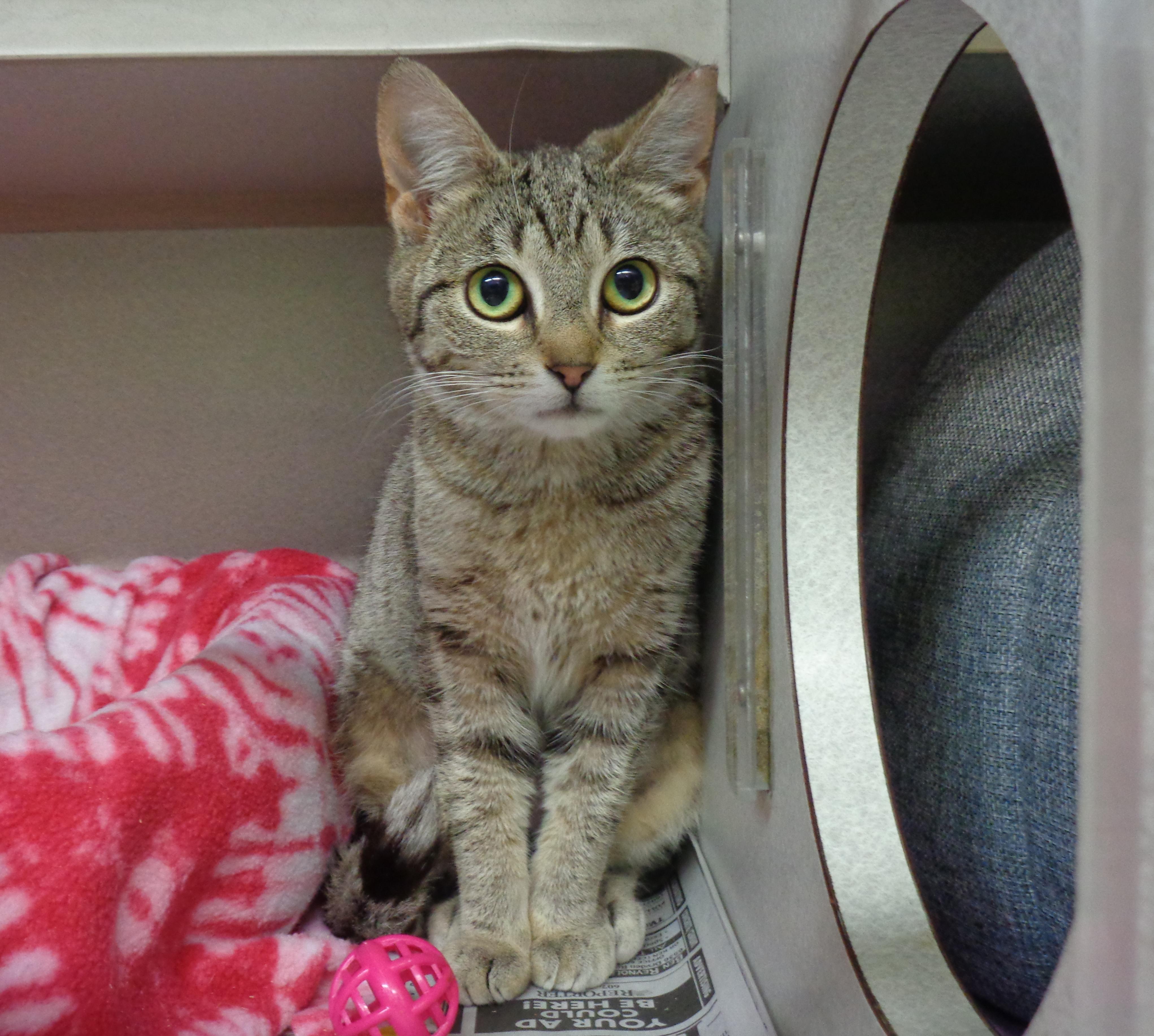 PEONY, a Adoptable Tiger in Delhi, NY image 5/6