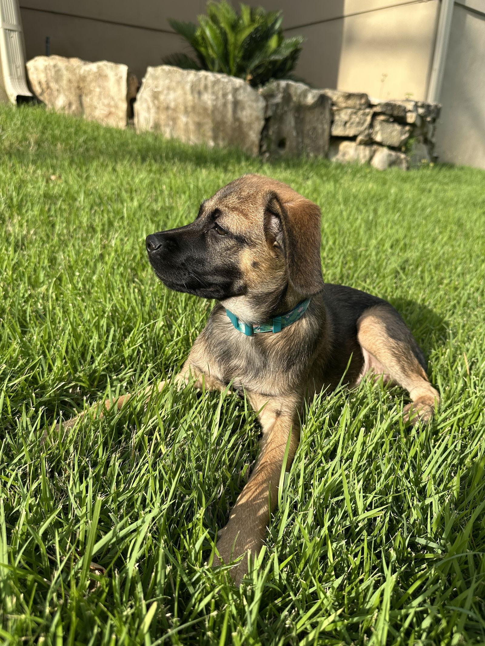 Brulee, Adopted, Young Female Terrier.