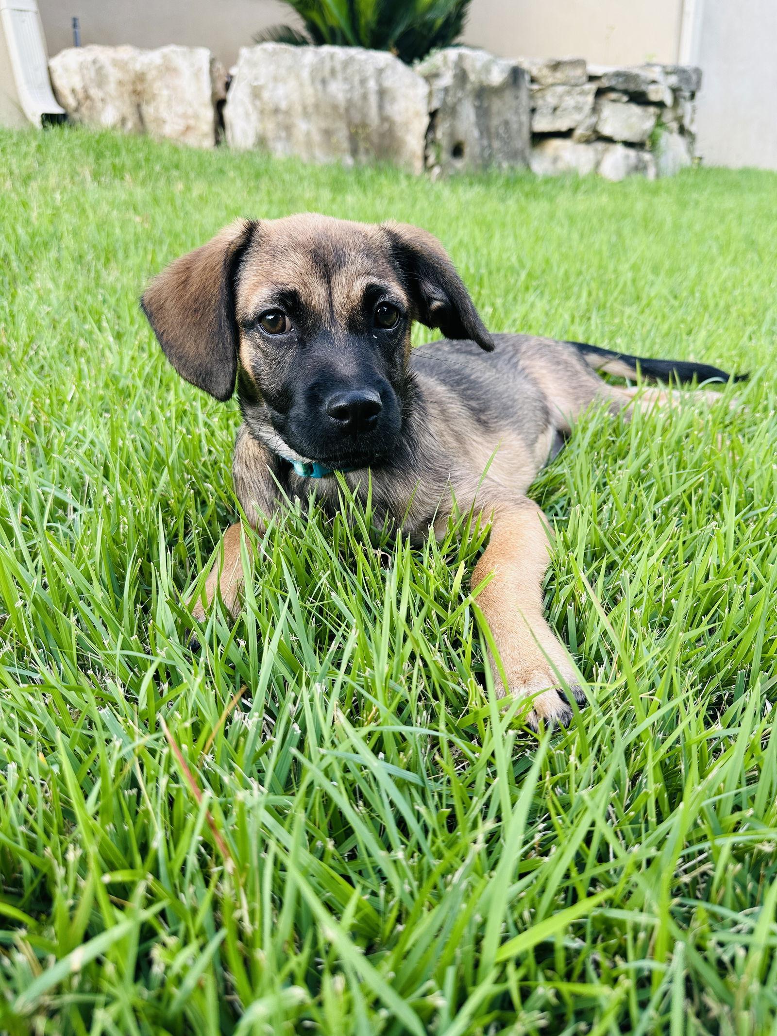 Enlarge Brulee, a Adopted Terrier in San Antonio, TX image 2/2