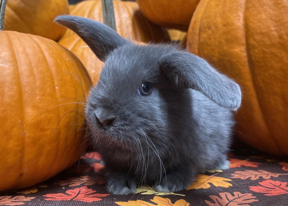Dublin, Adopted, Young Male Bunny Rabbit.