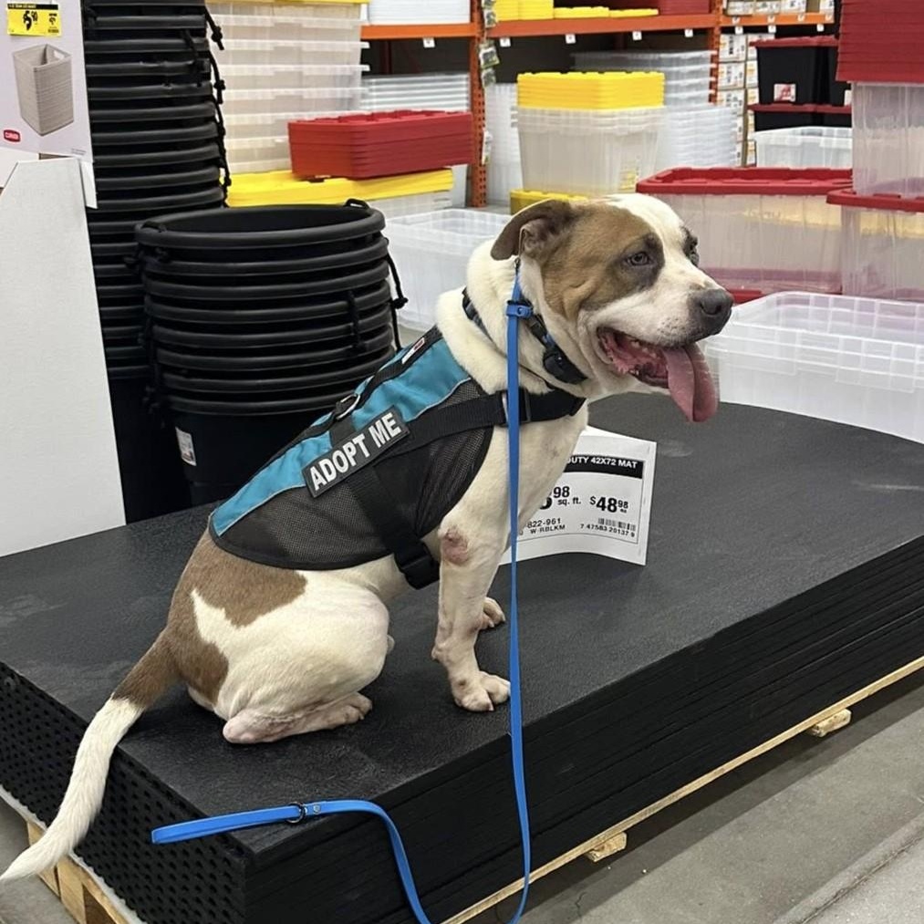 Enlarge Captain *SPONSORED*, a Adoptable mixed breed in Muskegon, MI image 5/6