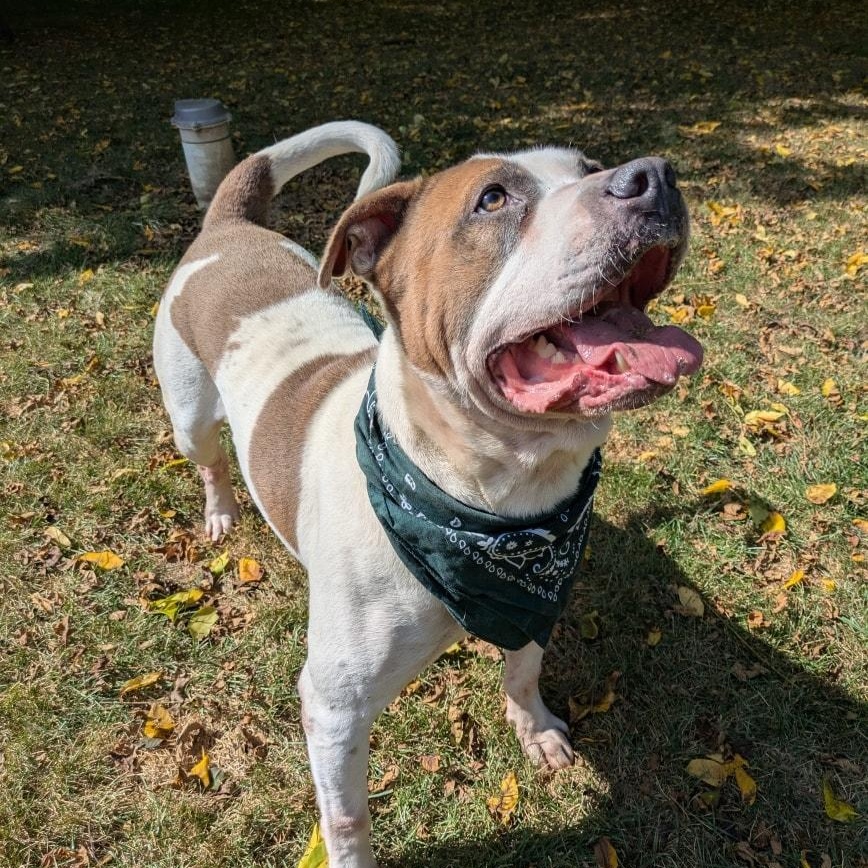 Enlarge Captain *SPONSORED*, a Adoptable mixed breed in Muskegon, MI image 4/6