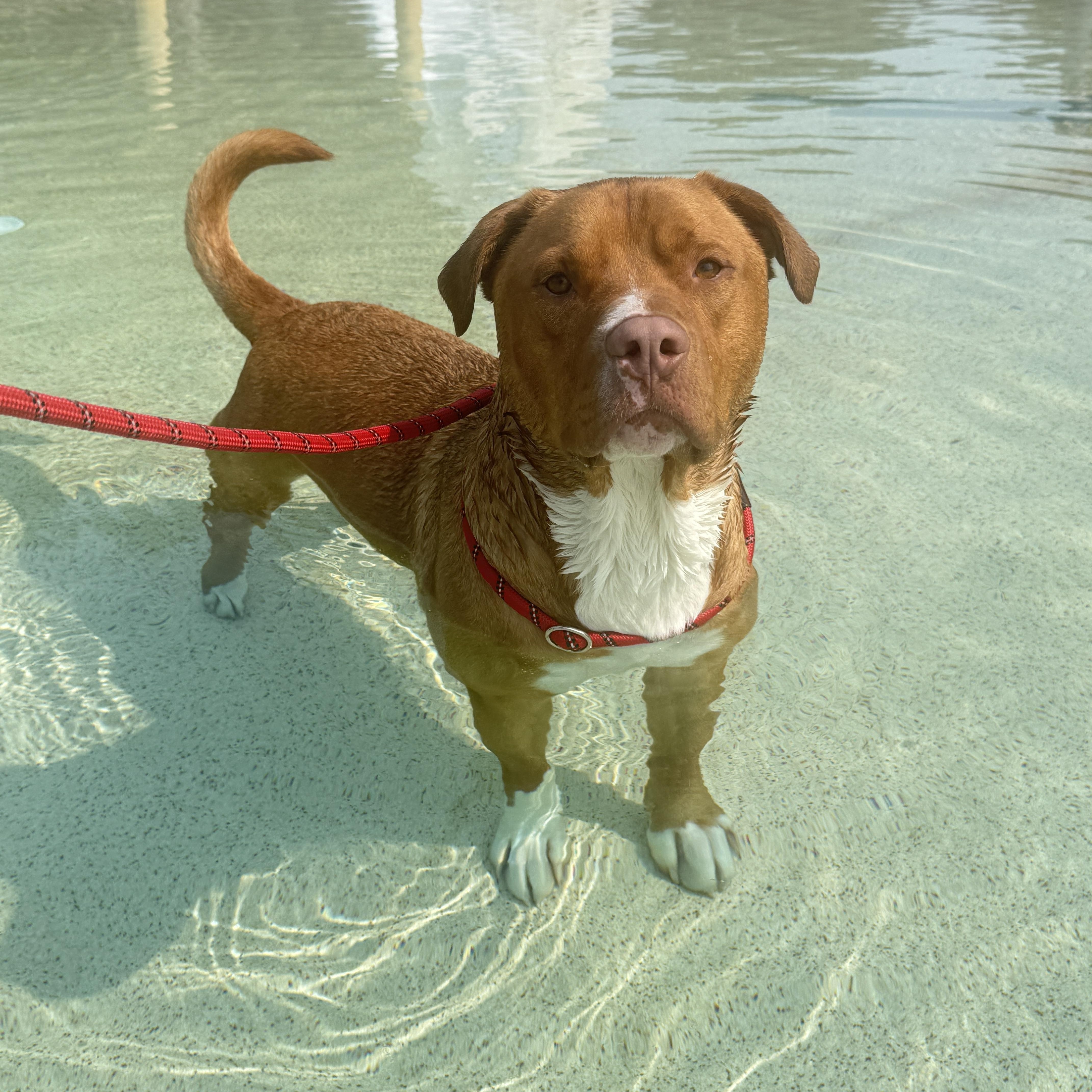 Axel, ADOPTABLE, Young Male Pit Bull Terrier & Labrador Retriever.