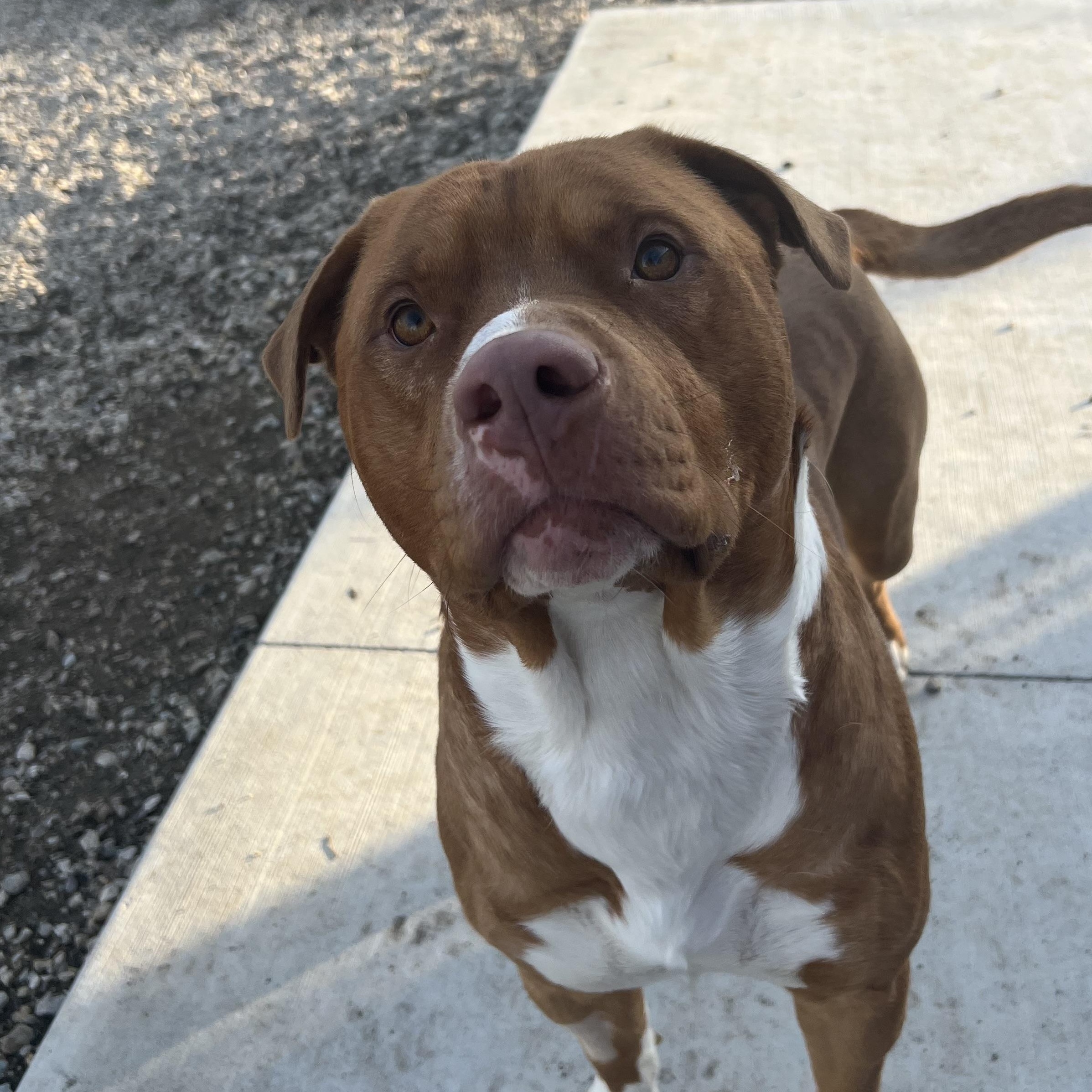 Axel, ADOPTABLE, Young Male Pit Bull Terrier & Labrador Retriever.