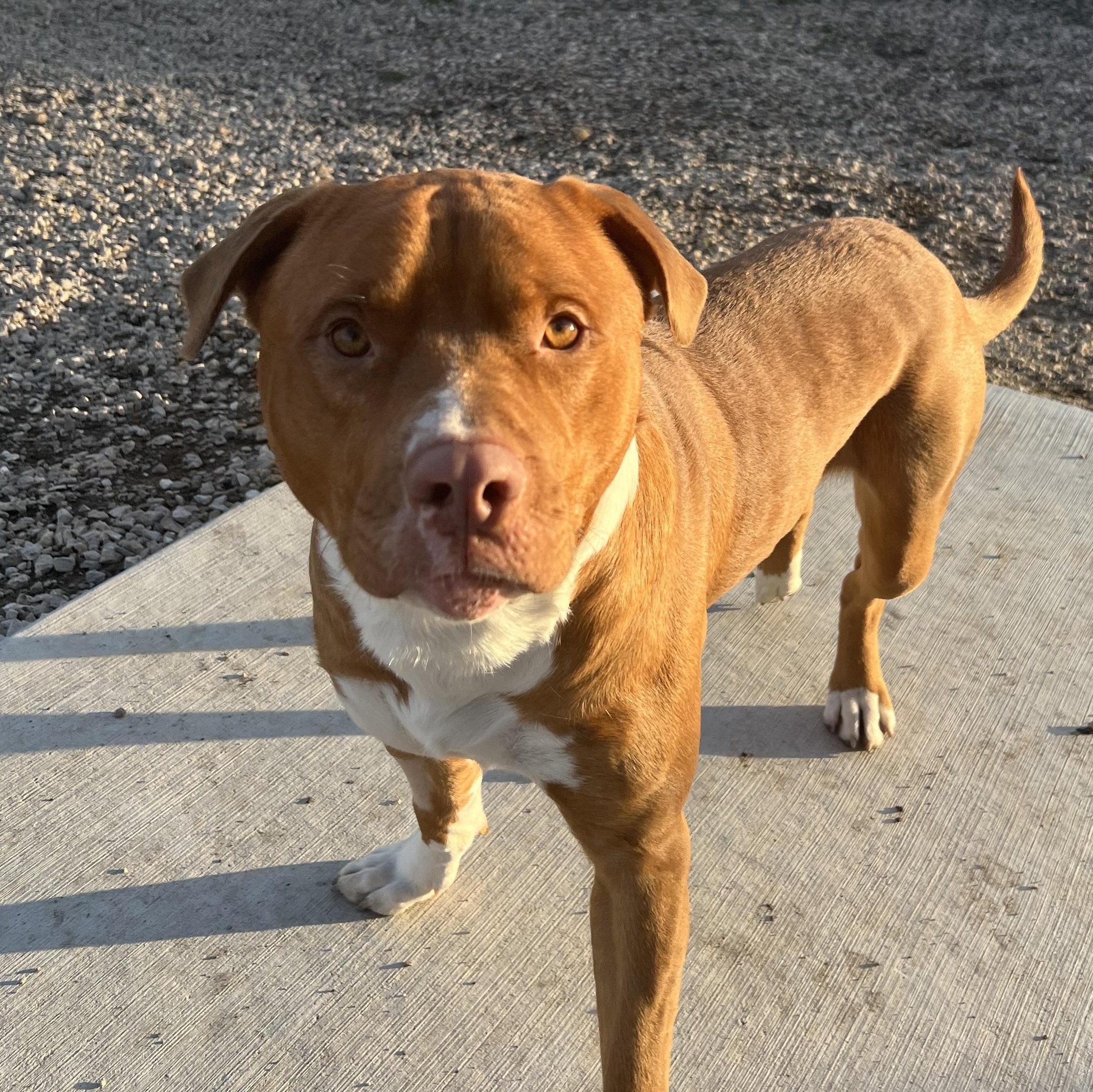 Enlarge Axel, a ADOPTABLE mixed breed in Spencer, IA image 2/2