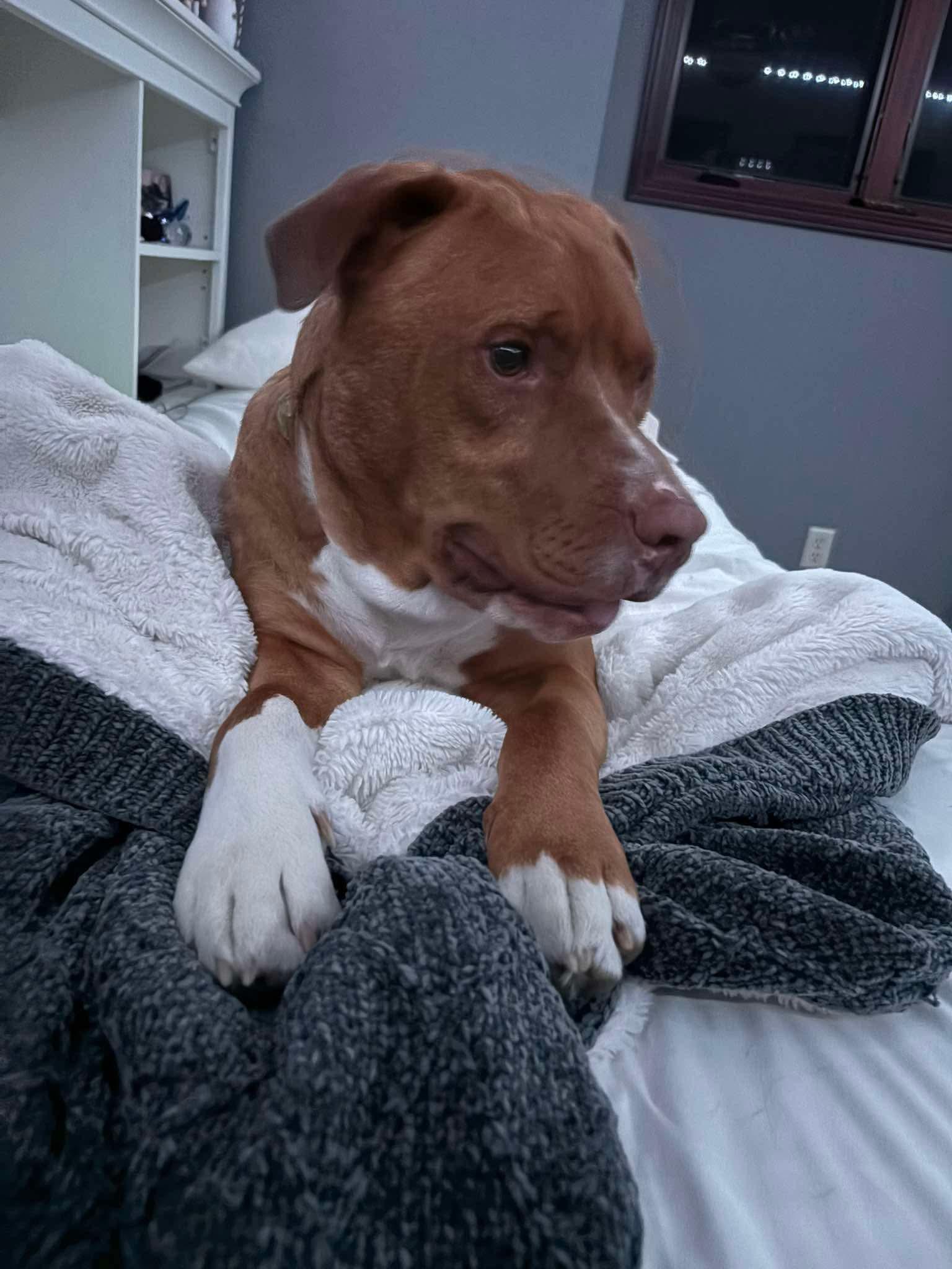 Axel, a ADOPTABLE mixed breed in Spencer, IA image 2/5