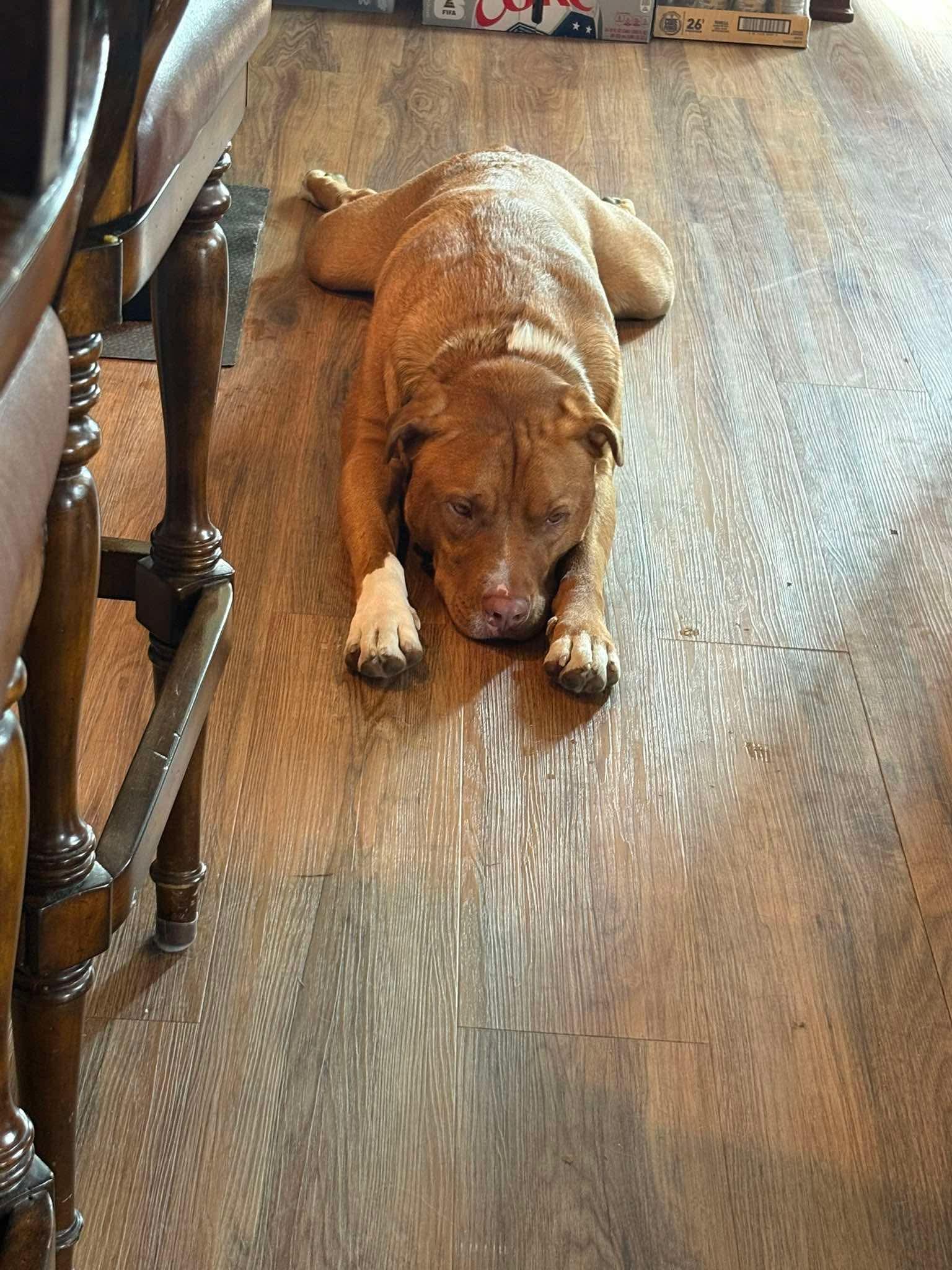 Axel, a ADOPTABLE mixed breed in Spencer, IA image 4/5
